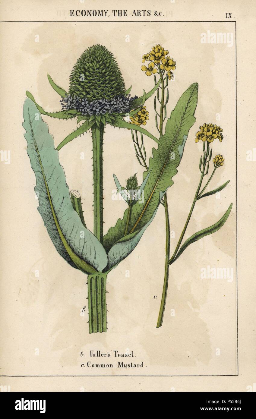 Fuller's teasel or thistle and common mustard with yellow flowers. . Chromolithograph from 'The Instructive Picturebook, or Lessons from the Vegetable World,' [Charlotte Mary Yonge], Edinburgh, 1858. Stock Photo