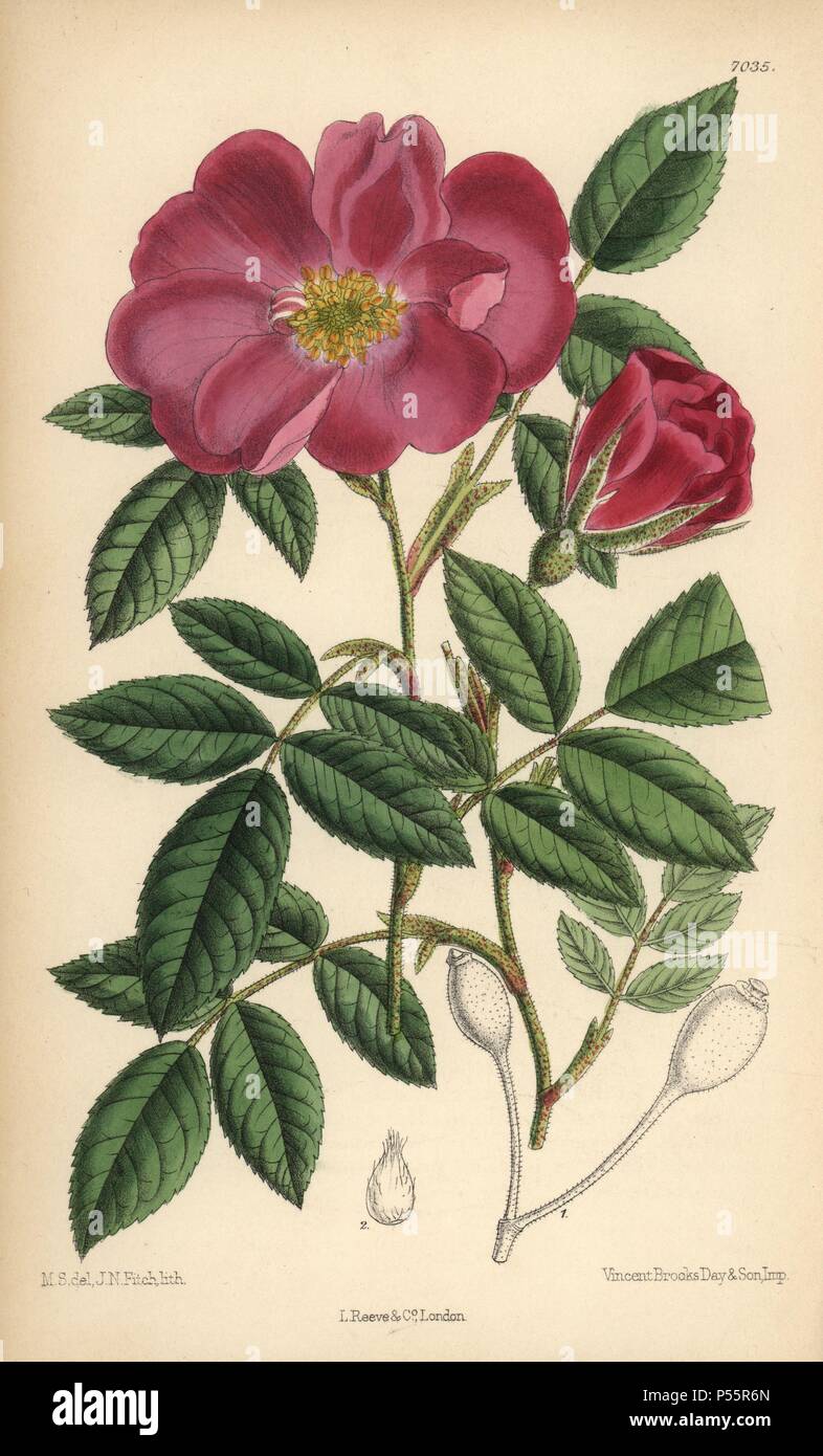 Rosa incarnata, carnation rose, native to France. Hand-coloured botanical illustration drawn by Matilda Smith and lithographed by J.N. Fitch from Joseph Dalton Hooker's 'Curtis's Botanical Magazine,' 1889, L. Reeve & Co. A second-cousin and pupil of Sir Joseph Dalton Hooker, Matilda Smith (1854-1926) was the main artist for the Botanical Magazine from 1887 until 1920 and contributed 2,300 illustrations. Stock Photo