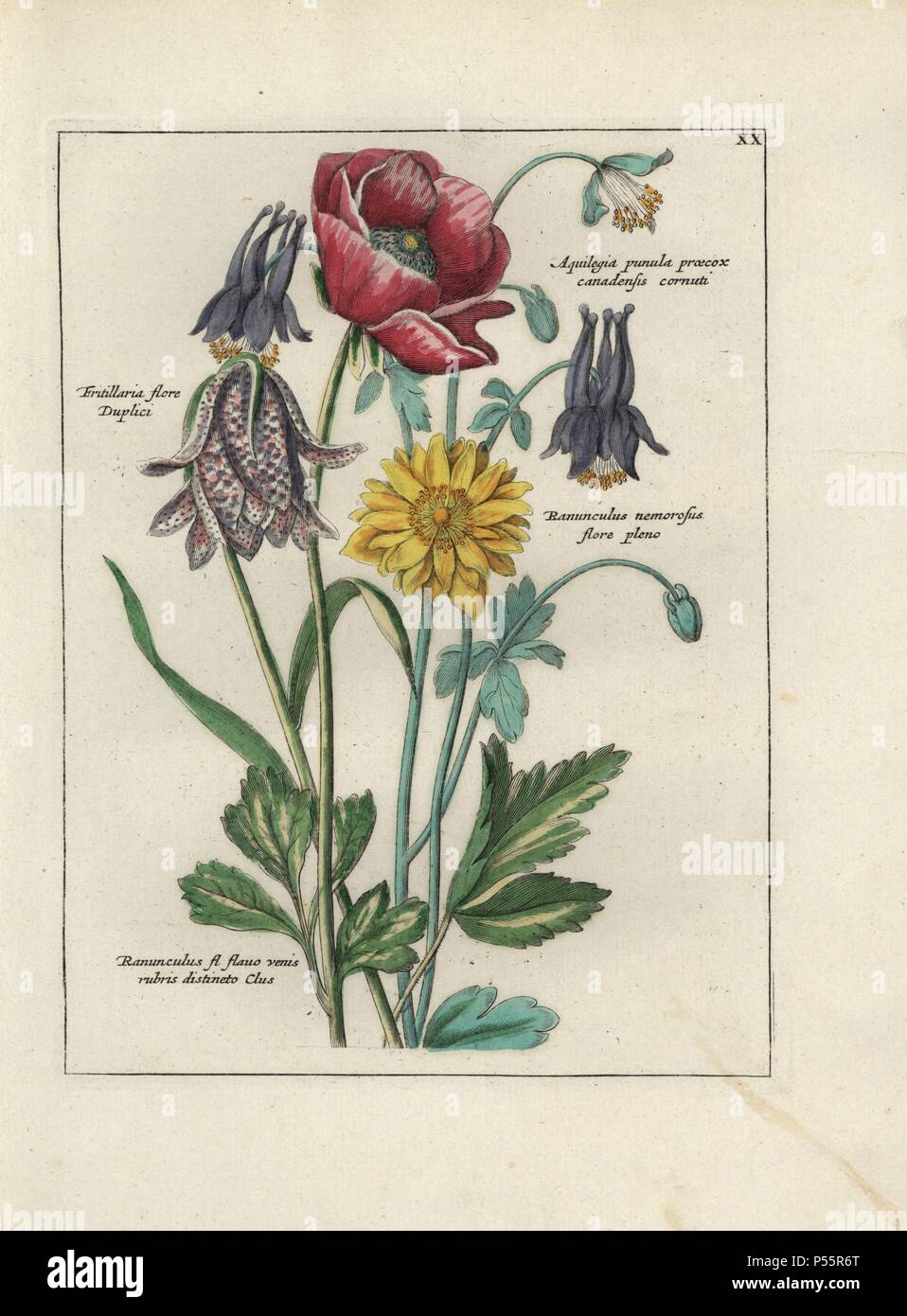 Buttercup, Ranunculus fl. flauo, double fritillary, Fritillaria flore duplici, Canada columbine, Aquilegia canadensis, and wood buttercup, Ranunculus nemorosus. Handcoloured copperplate botanical engraving from 'Nederlandsch Bloemwerk' (Dutch Flower Arrangements), Amsterdam, J.B. Elwe, 1794. Illustration copied from a work by one of the outstanding French flower painters of the 17th century, Nicolas Robert (1614-1685), entitled 'Variae ac multiformes florum species.. Diverses fleurs,' Paris, 1660. Stock Photo