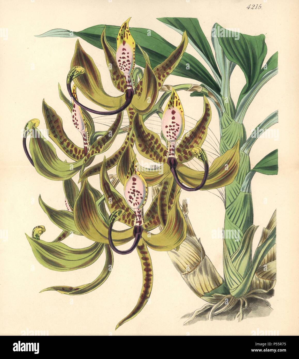 Mr. Loddiges' swan orchid, Cycnoches loddigesii. Hand-coloured botanical illustration drawn and lithographed by Walter Hood Fitch for Sir William Jackson Hooker's 'Curtis's Botanical Magazine,' London, Reeve Brothers, 1846. Fitch (18171892) was a tireless Scottish artist who drew over 2,700 lithographs for the 'Botanical Magazine' starting from 1834. Stock Photo