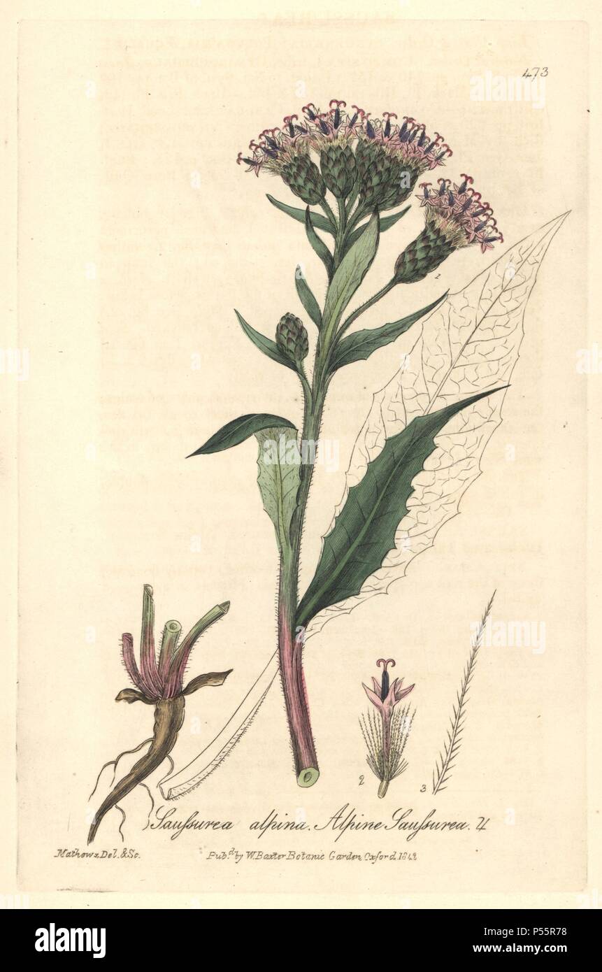 Alpine saussurea, Saussurea alpina. Handcoloured copperplate drawn and engraved by Charles Mathews from William Baxter's 'British Phaenogamous Botany,' Oxford, 1842. Scotsman William Baxter (1788-1871) was the curator of the Oxford Botanic Garden from 1813 to 1854. Stock Photo