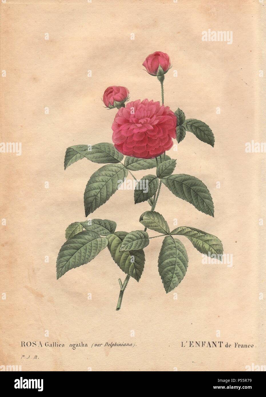 Child of France rose (Rosa gallica agatha var. delphiniana), with a large scarlet rose in bloom and two buds ascending.. . Cultivated by Monsieur Du Pont, circa 1802, known since the reign of Louis XV (1710-1774) and named 'Enfant de France' in honor of the Dauphin.. . Hand-colored, octavo-size stipple copperplate engraving from Pierre Joseph Redoute's 'Les Roses' 1828. Stock Photo