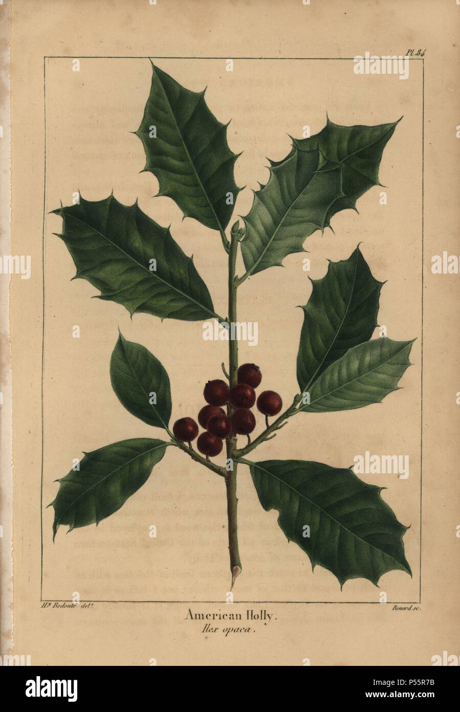Leaves and fruit of the American holly, Ilex opaca. Handcolored stipple engraving from a botanical illustration by Henri Joseph Redoute, engraved on copper by Gabriel, from Francois Andre Michaux's 'North American Sylva,' Philadelphia, 1857. French botanist Michaux (1770-1855) explored America and Canada in 1785 cataloging its native trees. Stock Photo