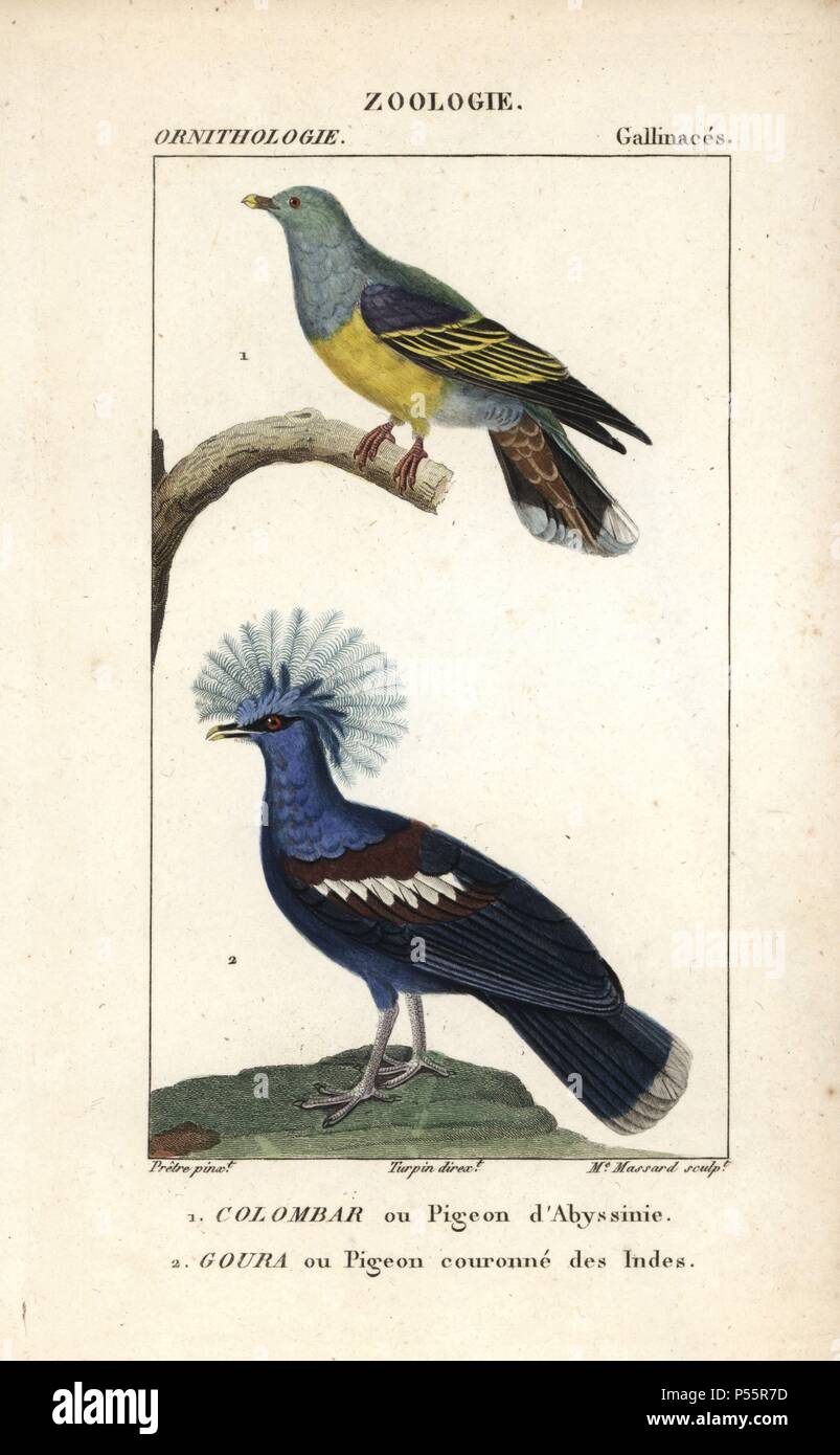 African green pigeon, Treron calvus, and western or blue crowned pigeon, Goura cristata (vulnerable). Handcoloured copperplate stipple engraving from Dumont de Sainte-Croix's 'Dictionary of Natural Science: Ornithology,' Paris, France, 1816-1830. Illustration by J. G. Pretre, engraved by David, directed by Pierre Jean-Francois Turpin, and published by F.G. Levrault. Jean Gabriel Pretre (17801845) was painter of natural history at Empress Josephine's zoo and later became artist to the Museum of Natural History. Turpin (1775-1840) is considered one of the greatest French botanical illustrators  Stock Photo