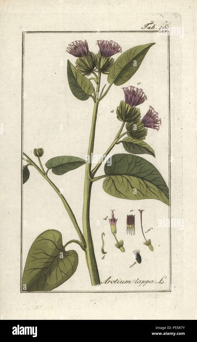 Greater burdock, Arctium lappa. Handcoloured copperplate botanical engraving from Johannes Zorn's "Afbeelding der Artseny-Gewassen," Jan Christiaan Sepp, Amsterdam, 1796. Zorn first published his illustrated medical botany in Nurnberg in 1780 with 500 plates, and a Dutch edition followed in 1796 published by J.C. Sepp with an additional 100 plates. Zorn (1739-1799) was a German pharmacist and botanist who collected medical plants from all over Europe for his "Icones plantarum medicinalium" for apothecaries and doctors. Stock Photo