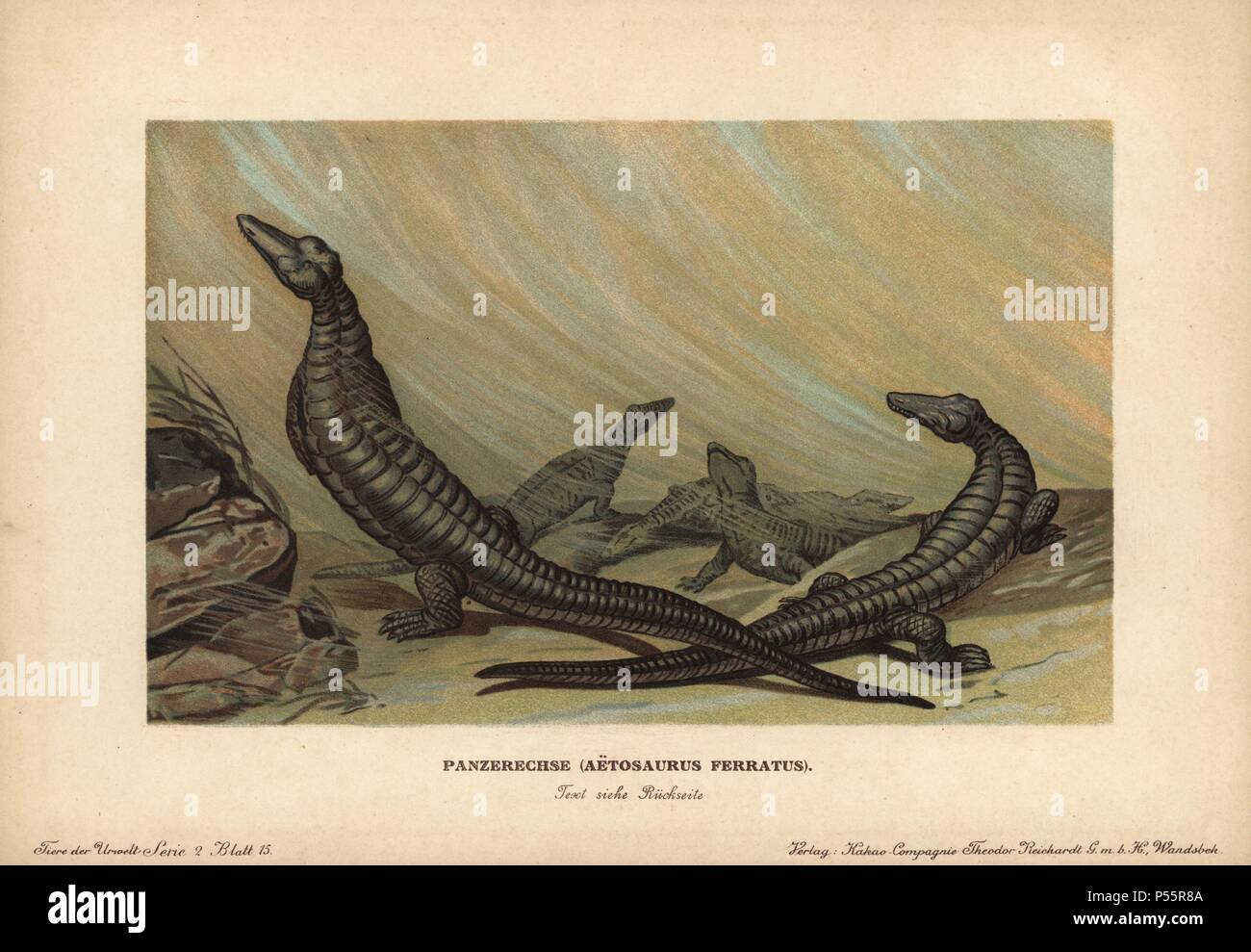 Aetosaurus, Panserechse, Aetosaurus ferratus, extinct genus of archosaur reptile. Colour printed (chromolithograph) illustration by F. John from 'Tiere der Urwelt' Animals of the Prehistoric World, 1910, Hamburg. From a series of prehistoric creature cards published by the Reichardt Cocoa company. Stock Photo
