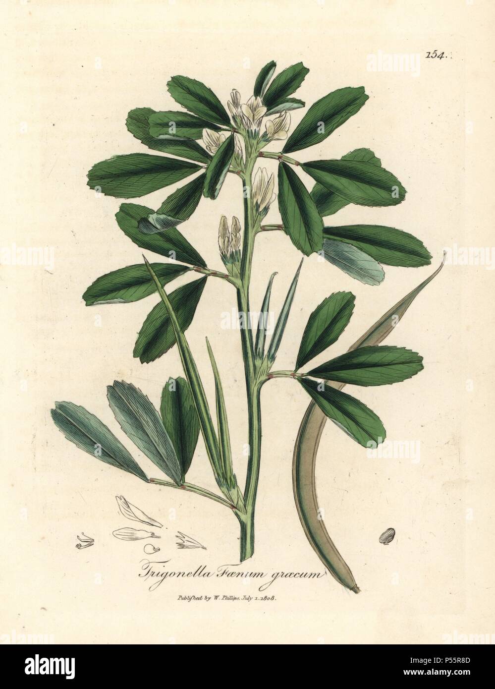 White flowered fenugreek with seed pod, Trigonella foenum graecum. Handcolored copperplate engraving from a botanical illustration by James Sowerby from William Woodville and Sir William Jackson Hooker's 'Medical Botany' 1832. The tireless Sowerby (1757-1822) drew over 2,500 plants for Smith's mammoth 'English Botany' (1790-1814) and 440 mushrooms for 'Coloured Figures of English Fungi ' (1797) among many other works. Stock Photo
