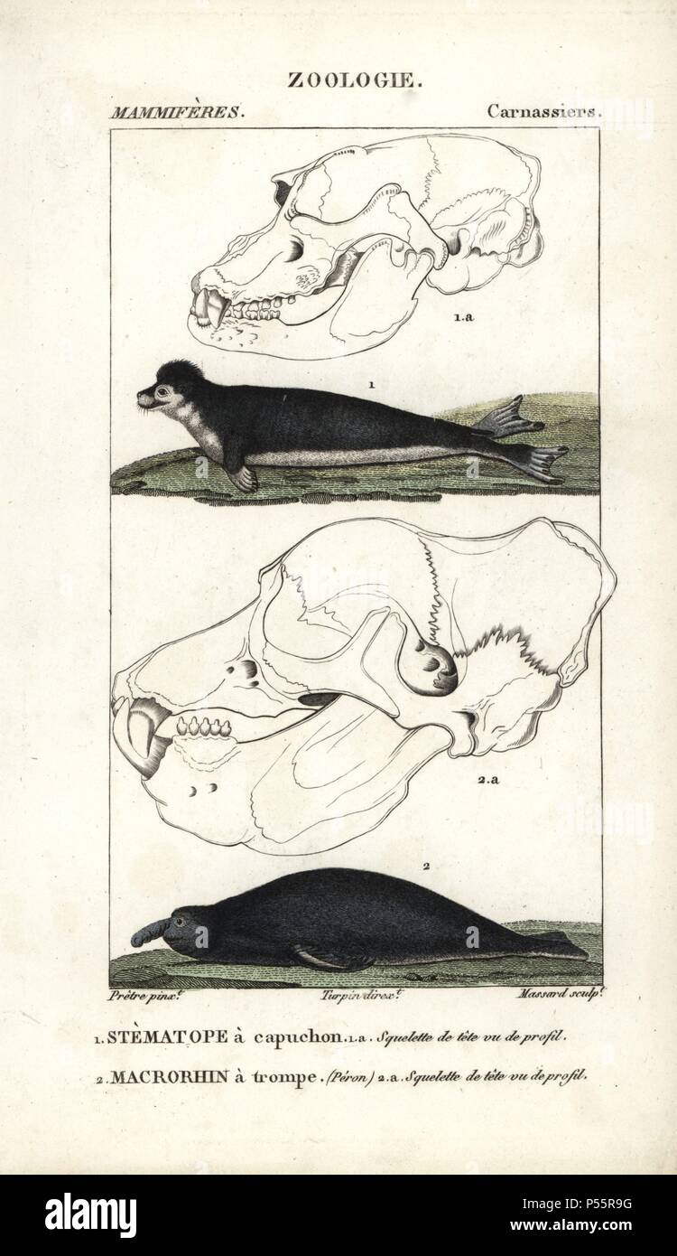 Hooded seal, Cystophora cristata (vulnerable) and northern elephant seal, Mirounga angustirostris. Handcoloured copperplate stipple engraving from Frederic Cuvier's 'Dictionary of Natural Science: Mammals,' Paris, France, 1816. Illustration by J. G. Pretre, engraved by Massard, directed by Pierre Jean-Francois Turpin, and published by F.G. Levrault. Jean Gabriel Pretre (17801845) was painter of natural history at Empress Josephine's zoo and later became artist to the Museum of Natural History. Turpin (1775-1840) is considered one of the greatest French botanical illustrators of the 19th centu Stock Photo