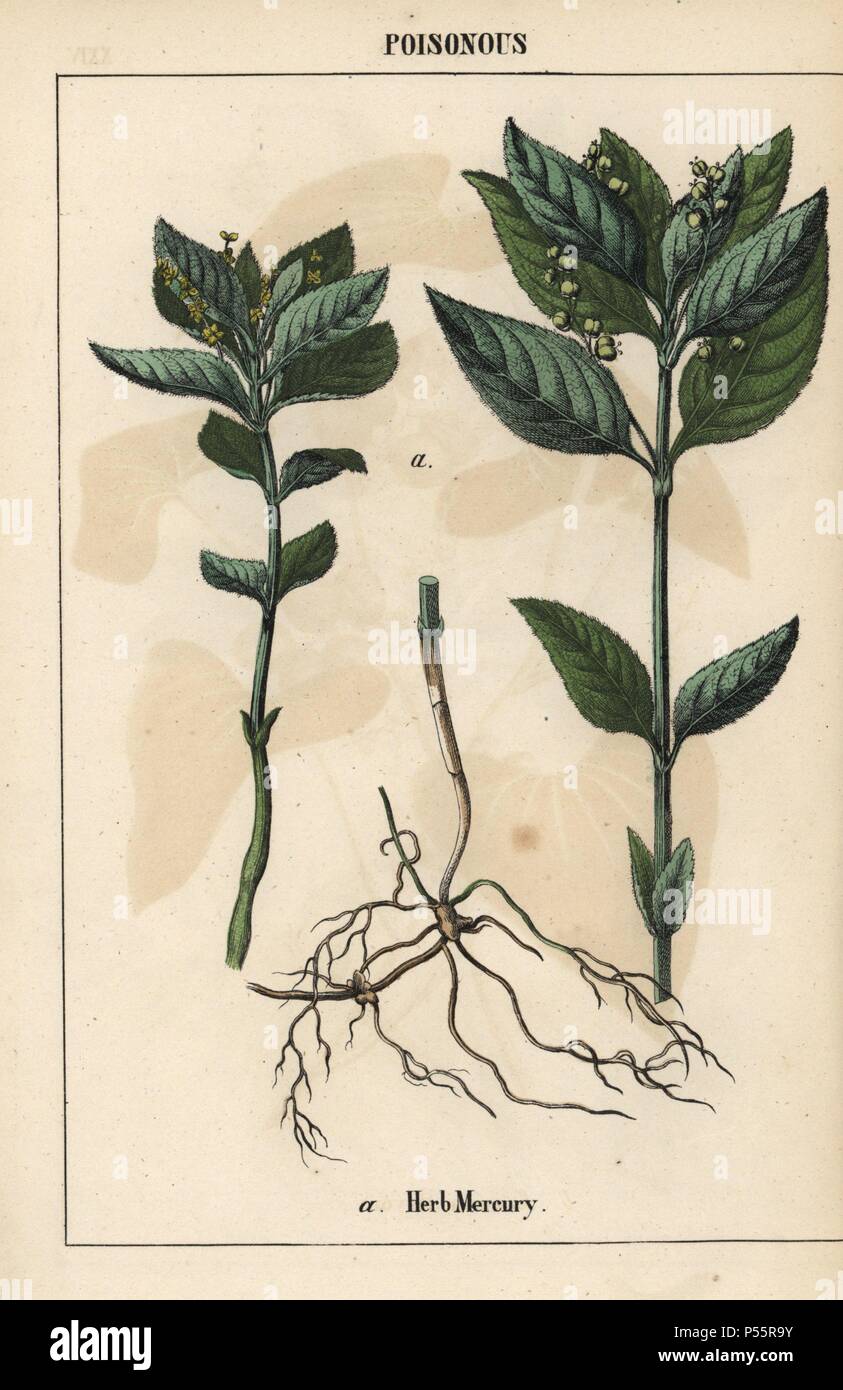 Herb mercury . . Chromolithograph from 'The Instructive Picturebook, or Lessons from the Vegetable World,' [Charlotte Mary Yonge], Edinburgh, 1858. Stock Photo