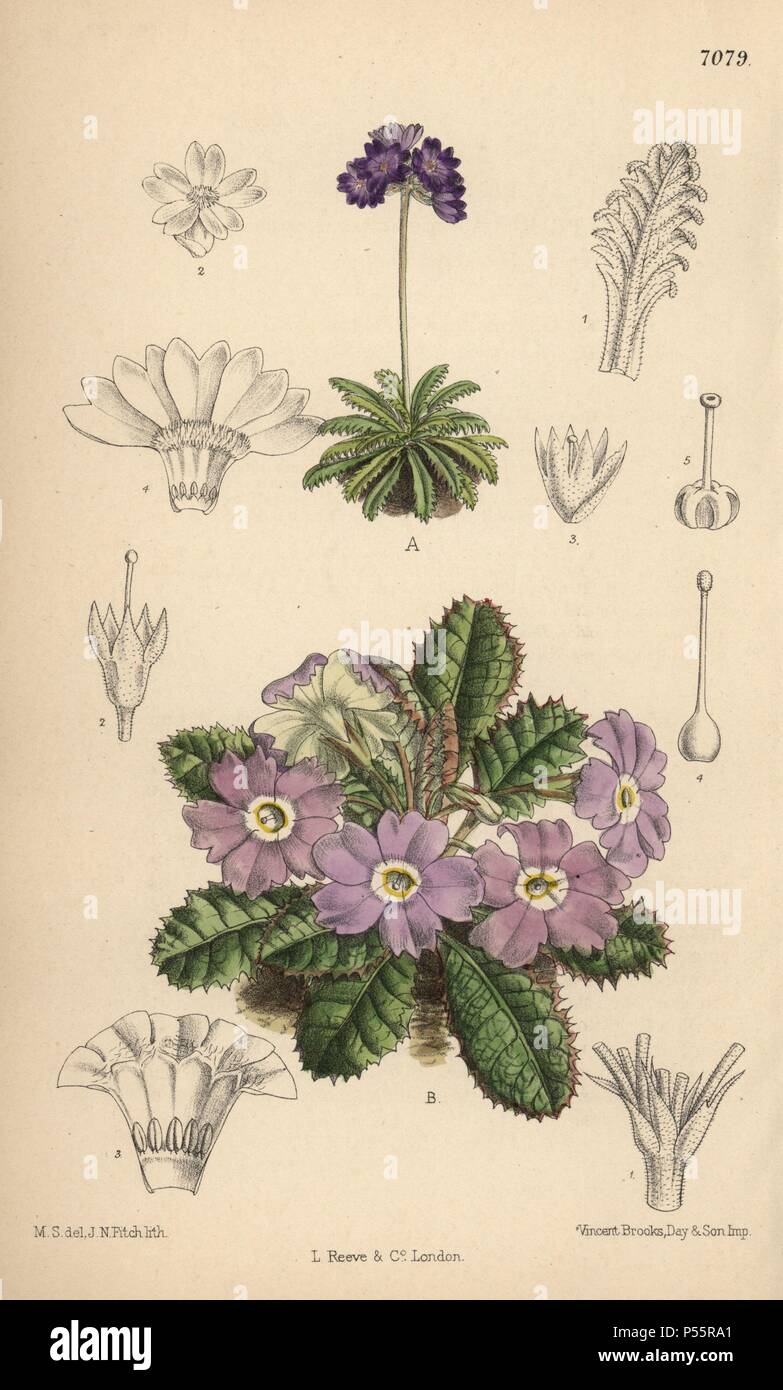 Primula pusilla and Primula petiolaris var. nana, primroses from the Himalayas. Hand-coloured botanical illustration drawn by Matilda Smith and lithographed by John Nugent Fitch from Joseph Dalton Hooker's 'Curtis's Botanical Magazine,' 1889, L. Reeve & Co. A second-cousin and pupil of Sir Joseph Dalton Hooker, Matilda Smith (1854-1926) was the main artist for the Botanical Magazine from 1887 until 1920 and contributed 2,300 illustrations. Stock Photo