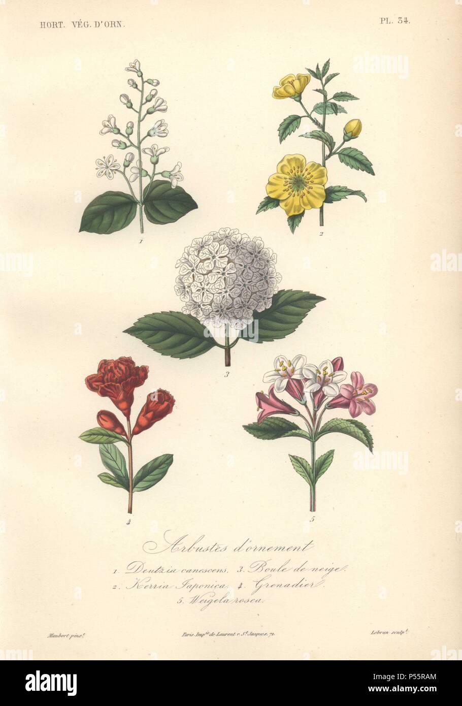 Ornamental shrubs, including a white abuliton (boule de neige, or snowball), yellow globeflower (Kerria japonica), white Deutzia, scarlet gloxinia, and pink and white weigela.. . Arbustes d'ornement, 1) Deutzia Canescens 2) Kerria Japonica 3) Boule De Neige 4) Grenadier 5) Weigela Rosea . . Handcolored lithograph by Edouard Maubert for Herincq's 'Le Regne Vegetal' (1865). Stock Photo
