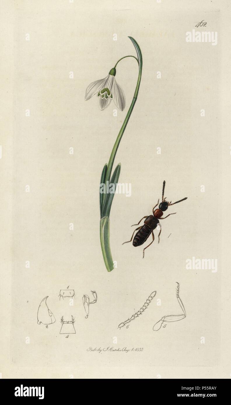 Falagria thoracica, Red-thoraxed Staphylinus beetle, and snowdrop, Galanthus nivalis. Handcoloured copperplate drawn and engraved by John Curtis for his own 'British Entomology, being Illustrations and Descriptions of the Genera of Insects found in Great Britain and Ireland,' London, 1834. Curtis (1791 –1862) was an entomologist, illustrator, engraver and publisher. 'British Entomology' was published from 1824 to 1839, and comprised 770 illustrations of insects and the plants upon which they are found. Stock Photo