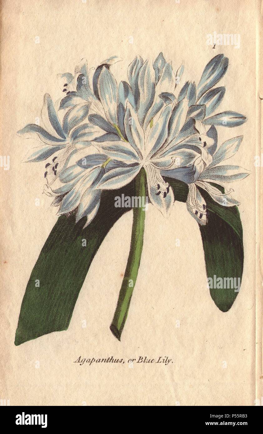 A sky-blue agapanthus lily flower shown in full bloom in the top of the page, with a single thick dark green cut leaf arched decoratively behind the flower at bottom. Agapanthus umbellatus africanus.. Illustration by Henrietta Moriarty from 'Fifty Plates of Greenhouse Plants' (1807), a re-issue of her own 'Viridarium' (1806), with handcoloured copperplate engravings. Moriarty was a colonel's widow who turned to writing novels and illustrating botanical books to support her four children. Stock Photo