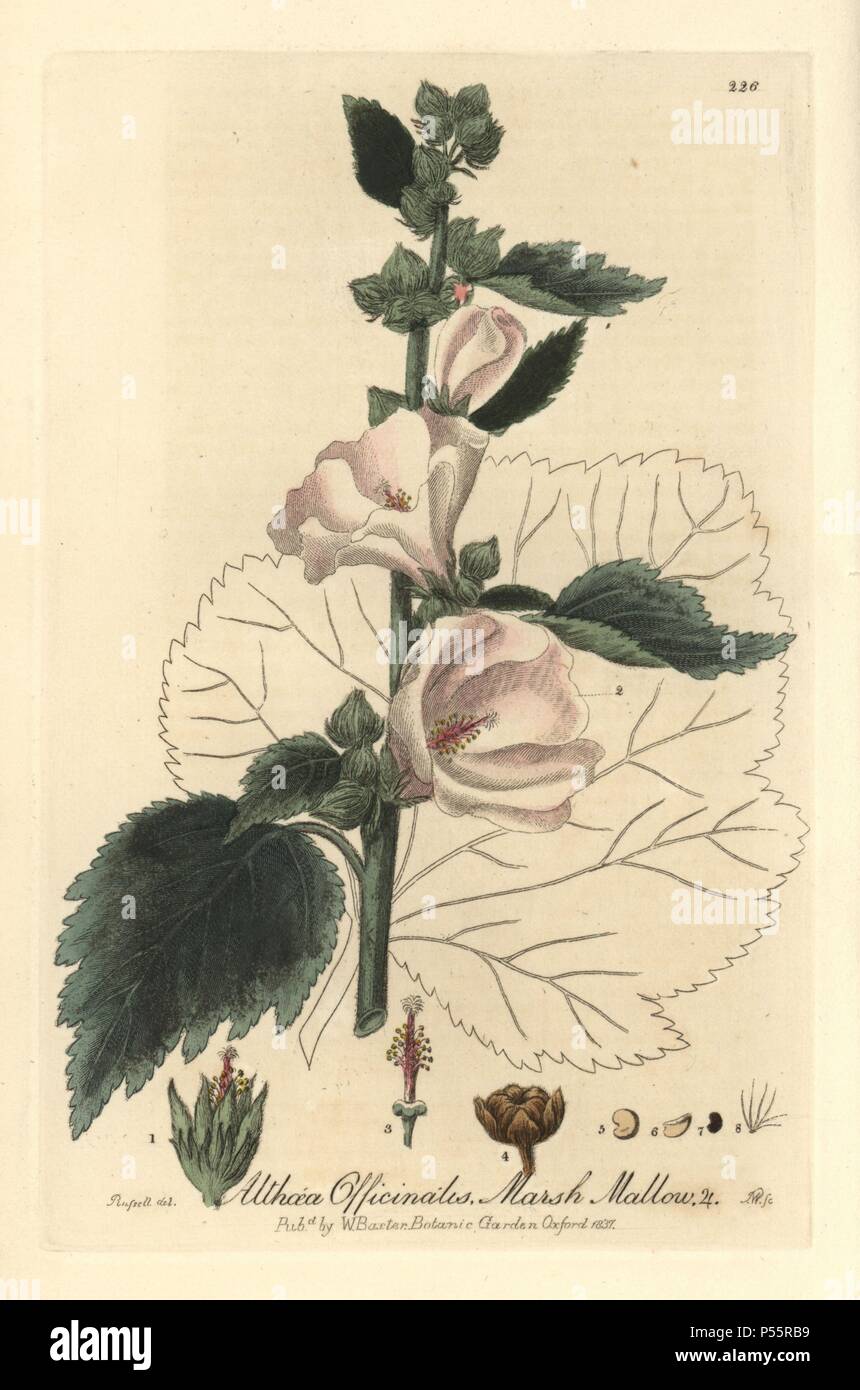 Marsh mallow, Althaea officinalis. Handcoloured copperplate engraving by J. Whessell from a drawing by Isaac Russell from William Baxter's 'British Phaenogamous Botany' 1837. Scotsman William Baxter (1788-1871) was the curator of the Oxford Botanic Garden from 1813 to 1854. Stock Photo