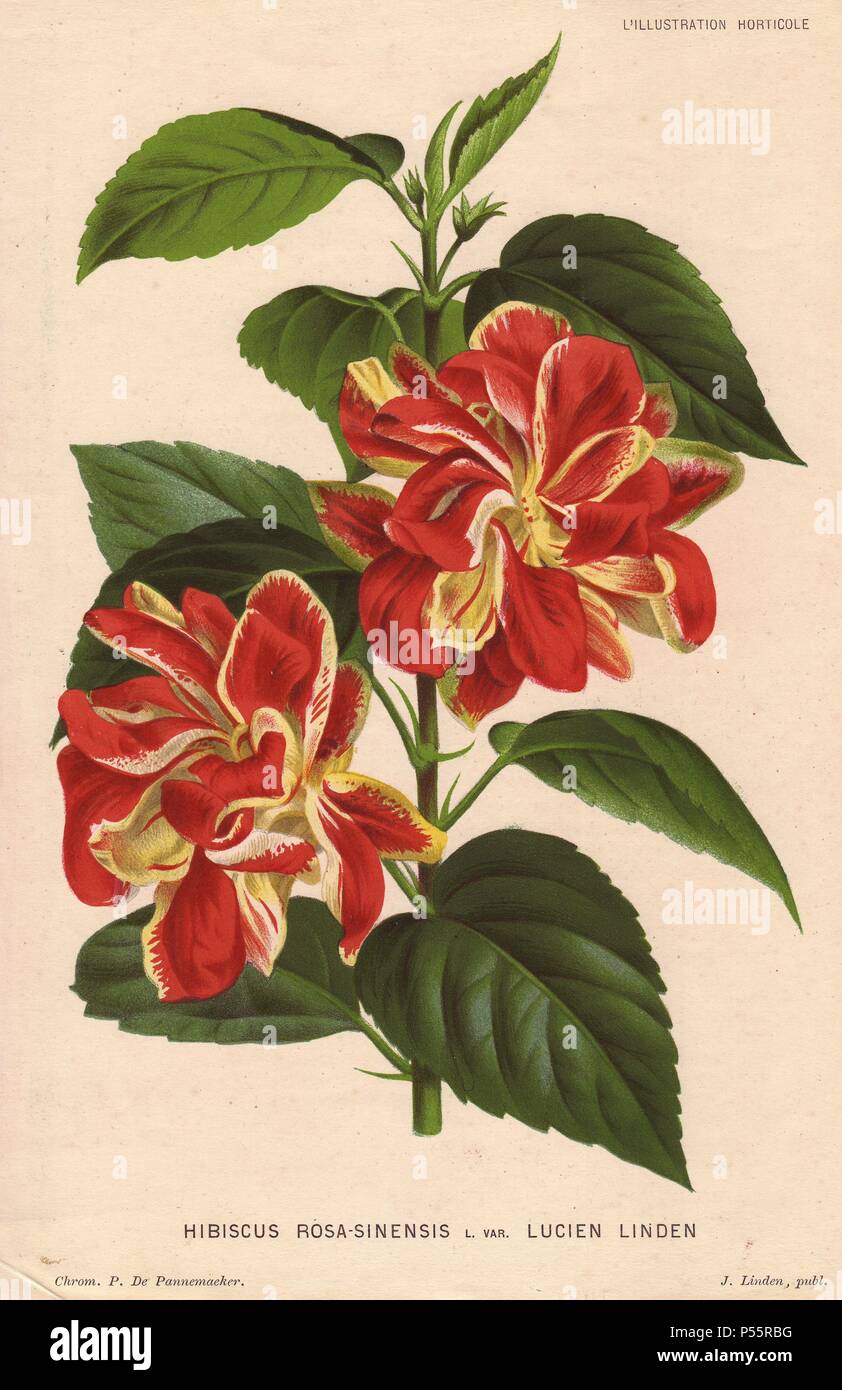 Crimson and yellow hybrid hibiscus. Hibiscus rosa-sinensis L. var. Lucien Linden. Hybrid hibiscus named for Jean Linden's son Lucien.. . Illustration and lithograph by P. de Pannemaeker of Ghent, from Jean Linden's 'L'Illustration Horticole' 1880s. Stock Photo