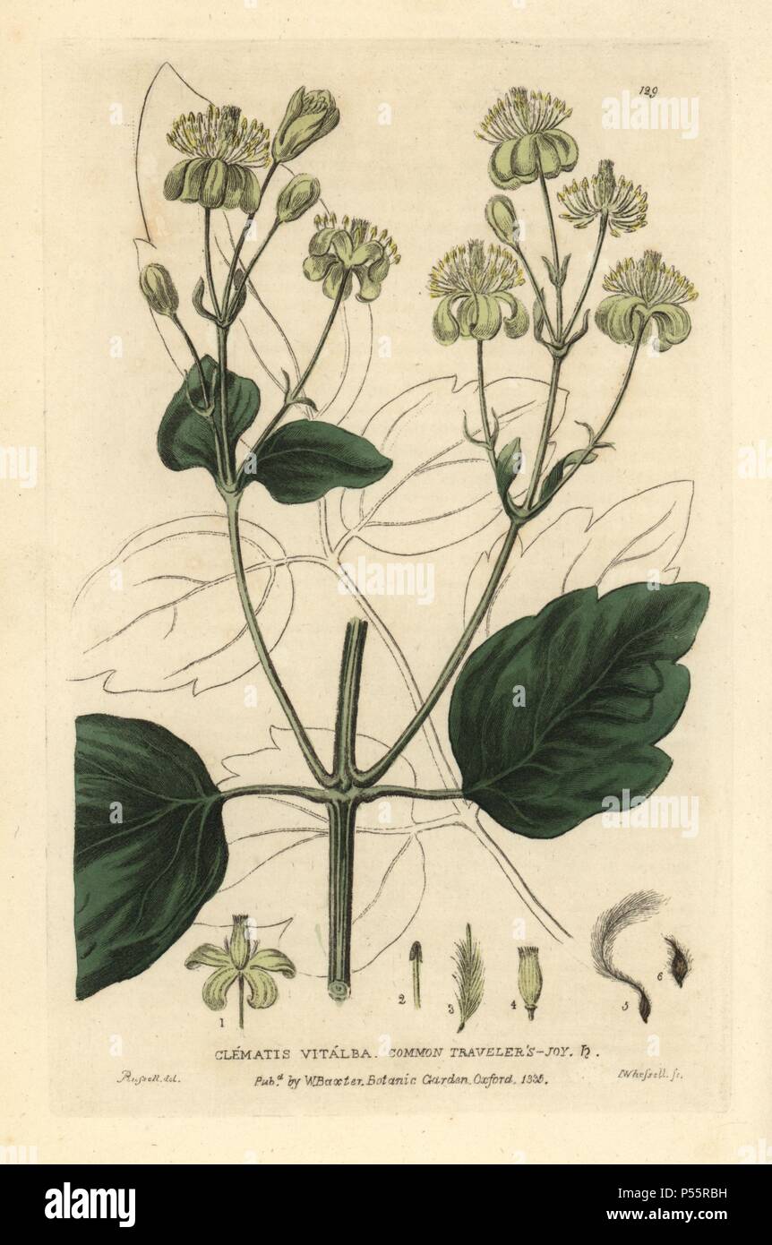 Common traveler's joy, Clematis vitalba. Handcoloured copperplate engraving by I. Whessell of a drawing by Isaac Russell from William Baxter's 'British Phaenogamous Botany' 1835. Scotsman William Baxter (1788-1871) was the curator of the Oxford Botanic Garden from 1813 to 1854. Stock Photo