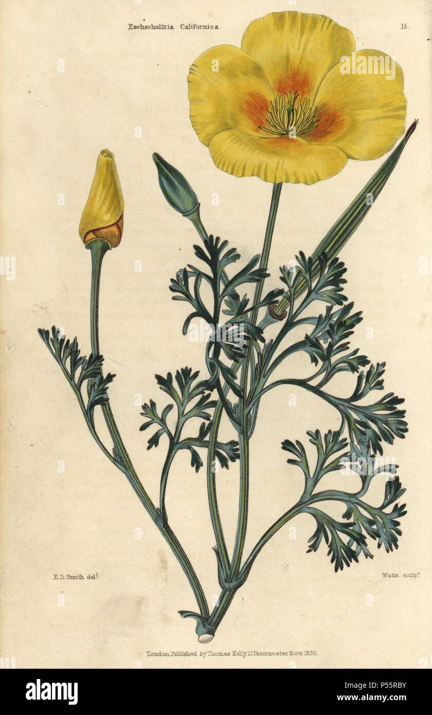Yellow Flowered California Poppy Eschscholzia Californica Hand Colored Illustration By Edwin Dalton Smith Engraved By Watts