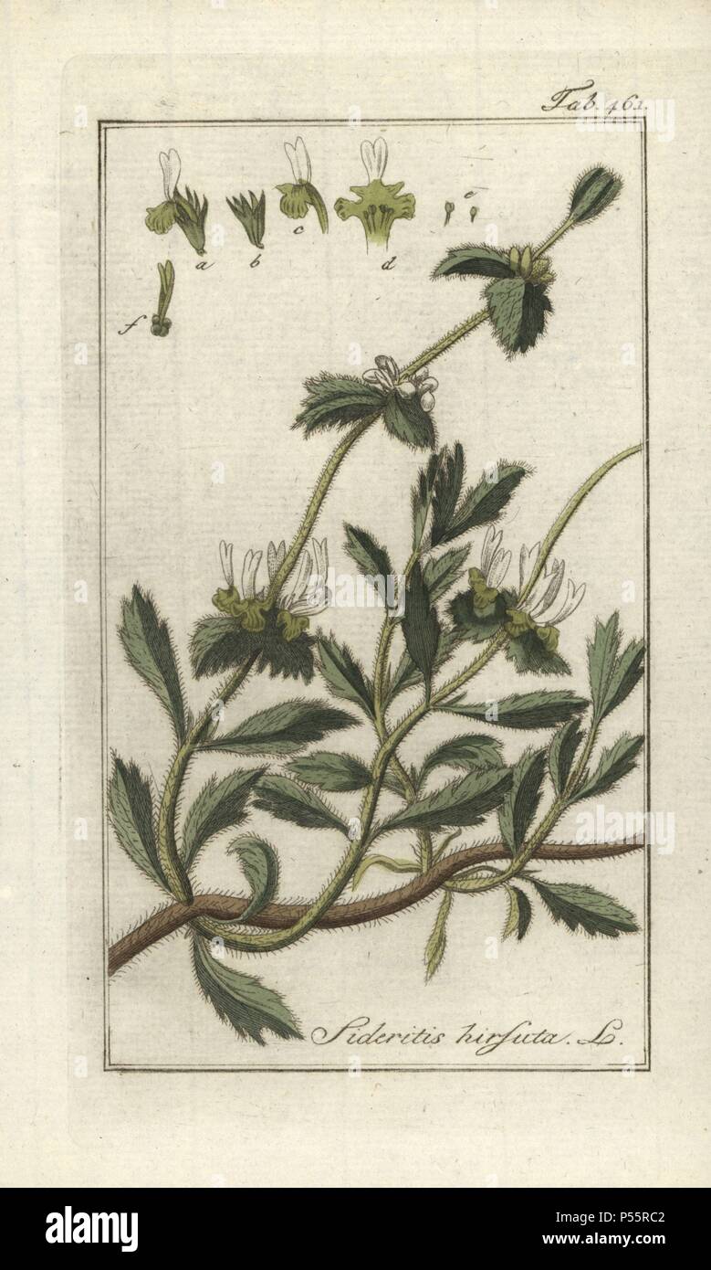 Hairy ironwort, Sideritis lanata. Handcoloured copperplate botanical engraving from Johannes Zorn's 'Afbeelding der Artseny-Gewassen,' Jan Christiaan Sepp, Amsterdam, 1796. Zorn first published his illustrated medical botany in Nurnberg in 1780 with 500 plates, and a Dutch edition followed in 1796 published by J.C. Sepp with an additional 100 plates. Zorn (1739-1799) was a German pharmacist and botanist who collected medical plants from all over Europe for his 'Icones plantarum medicinalium' for apothecaries and doctors. Stock Photo
