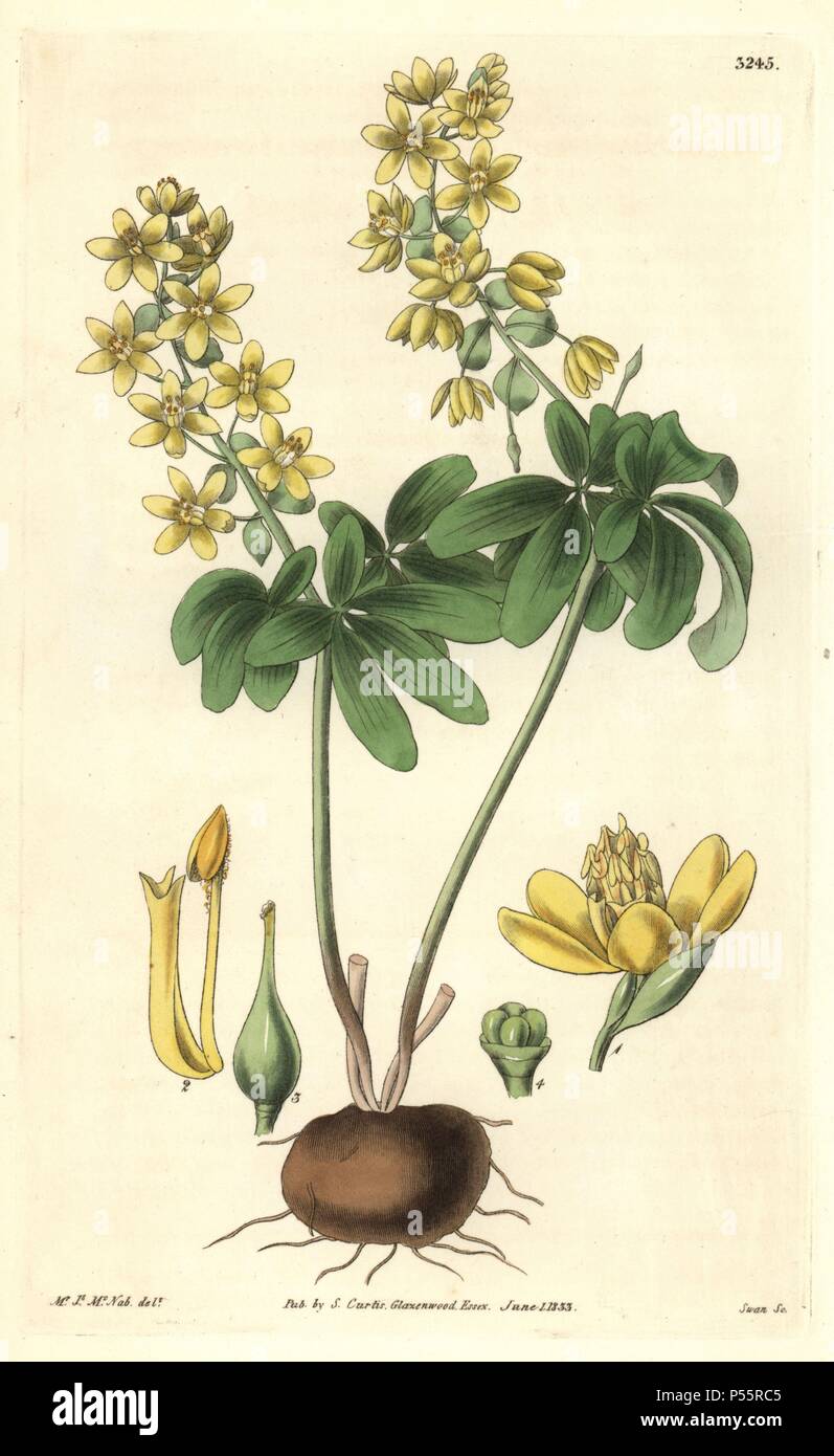 Altaic leontice, Leontice altaica or Gymnospermium altaicum. Illustration drawn by James McNab, engraved by Swan. Handcolored copperplate engraving from William Curtis's 'The Botanical Magazine,' Samuel Curtis, 1833. Hooker (1785-1865) was an English botanist, writer and artist. He was Regius Professor of Botany at Glasgow University, and editor of Curtis' 'Botanical Magazine' from 1827 to 1865. In 1841, he was appointed director of the Royal Botanic Gardens at Kew, and was succeeded by his son Joseph Dalton. Hooker documented the fern and orchid crazes that shook England in the mid-19th centu Stock Photo
