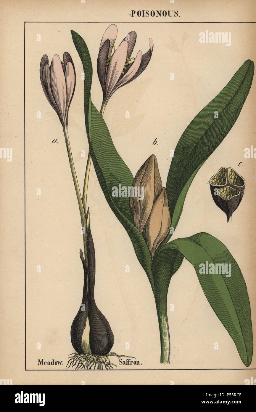 Meadow saffron with purple flower. . Chromolithograph from 'The Instructive Picturebook, or Lessons from the Vegetable World,' [Charlotte Mary Yonge], Edinburgh, 1858. Stock Photo