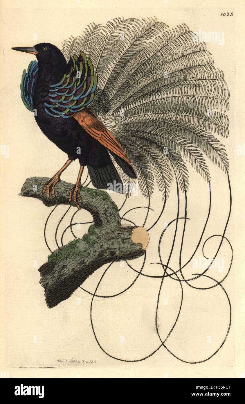 Le Nebuleux bird of paradise, Paradisea nigricans. Named by Levaillant for its cloudy white feathers. Shaw describes it as an ally of the twelve-wired bird-of-paradise, Seleucidis melanoleucus. Copied from Jacques Barraband's illustration for Francois Levaillant's 'Histoire naturelle des oiseaux de paradis,' 1801. Illustration drawn and engraved by Richard Polydore Nodder. Handcolored copperplate engraving from George Shaw and Frederick Nodder's 'The Naturalist's Miscellany' 1812. Most of the 1,064 illustrations of animals, birds, insects, crustaceans, fishes, marine life and microscopic creat Stock Photo