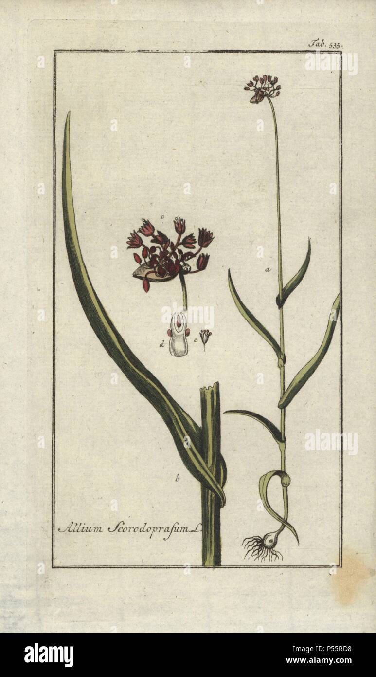 Sand leek, Allium scorodoprasum. Handcoloured copperplate botanical engraving from Johannes Zorn's 'Afbeelding der Artseny-Gewassen,' Jan Christiaan Sepp, Amsterdam, 1796. Zorn first published his illustrated medical botany in Nurnberg in 1780 with 500 plates, and a Dutch edition followed in 1796 published by J.C. Sepp with an additional 100 plates. Zorn (1739-1799) was a German pharmacist and botanist who collected medical plants from all over Europe for his 'Icones plantarum medicinalium' for apothecaries and doctors. Stock Photo