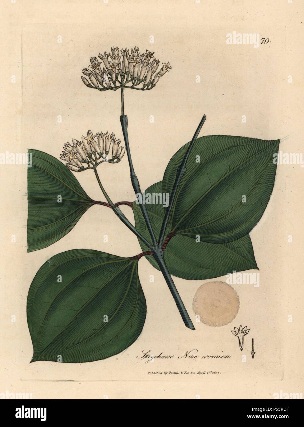 White flowered poison nut or vomic nut, Strychnos nux vomica. Handcolored copperplate engraving from a botanical illustration by James Sowerby from William Woodville and Sir William Jackson Hooker's 'Medical Botany' 1832. The tireless Sowerby (1757-1822) drew over 2,500 plants for Smith's mammoth 'English Botany' (1790-1814) and 440 mushrooms for 'Coloured Figures of English Fungi ' (1797) among many other works. Stock Photo