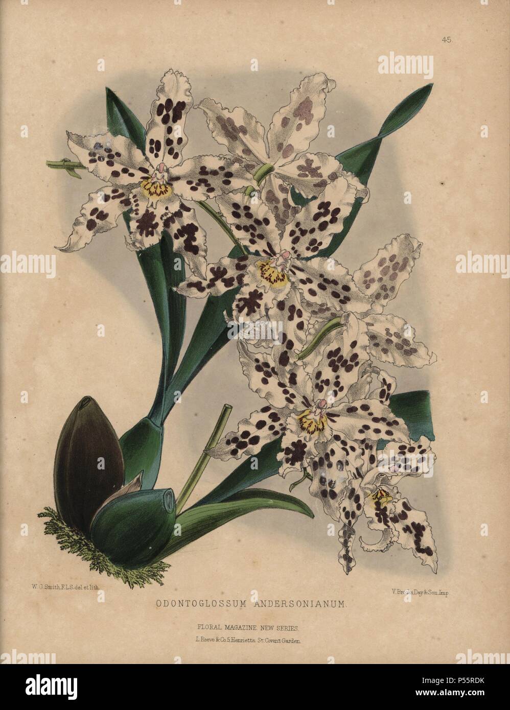 Hybrid odontoglossum orchid with white flowers dotted with purple.. Odontoglossum andersonianum. Handcolored botanical drawn and lithographed by W.G. Smith from H.H. Dombrain's 'Floral Magazine' 1872.. Worthington G. Smith (1835-1917), architect, engraver and mycologist. Smith also illustrated 'The Gardener's Chronicle.' Henry Honywood Dombrain (1818-1905), clergyman gardener, was editor of the 'Floral Magazine' from 1862 to 1873. Stock Photo