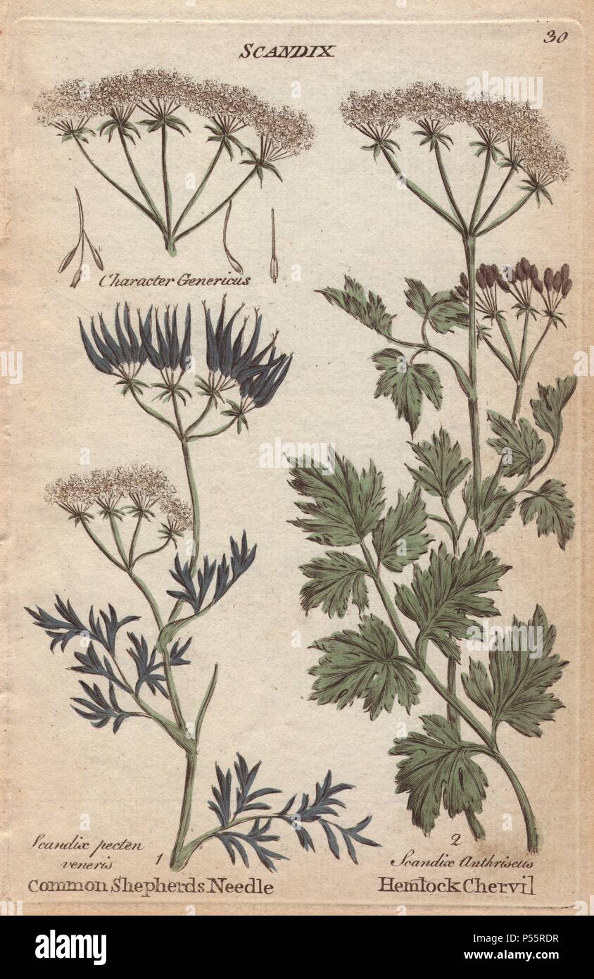 Shepherds needle, Scandix pecten veneris, and hemlock chervil, Scandix anthriscus, Anthriscus cerefolium. Handcoloured copperplate engraving from Joshua Hamilton's 'Culpeper's English Family Physician' 1792. Nicholas Culpeper (1616-1654) was an English botanist, herbalist and astrologer famous for his 'Complete Herbal' of 1653. Stock Photo