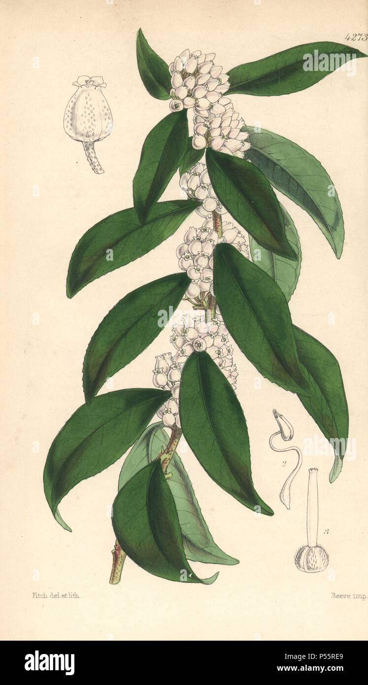 Jamaica staggerbush, Lyonia jamaicensis. Hand-coloured botanical illustration drawn and lithographed by Walter Hood Fitch for Sir William Jackson Hooker's 'Curtis's Botanical Magazine,' London, Reeve Brothers, 1846. Fitch (18171892) was a tireless Scottish artist who drew over 2,700 lithographs for the 'Botanical Magazine' starting from 1834. Stock Photo