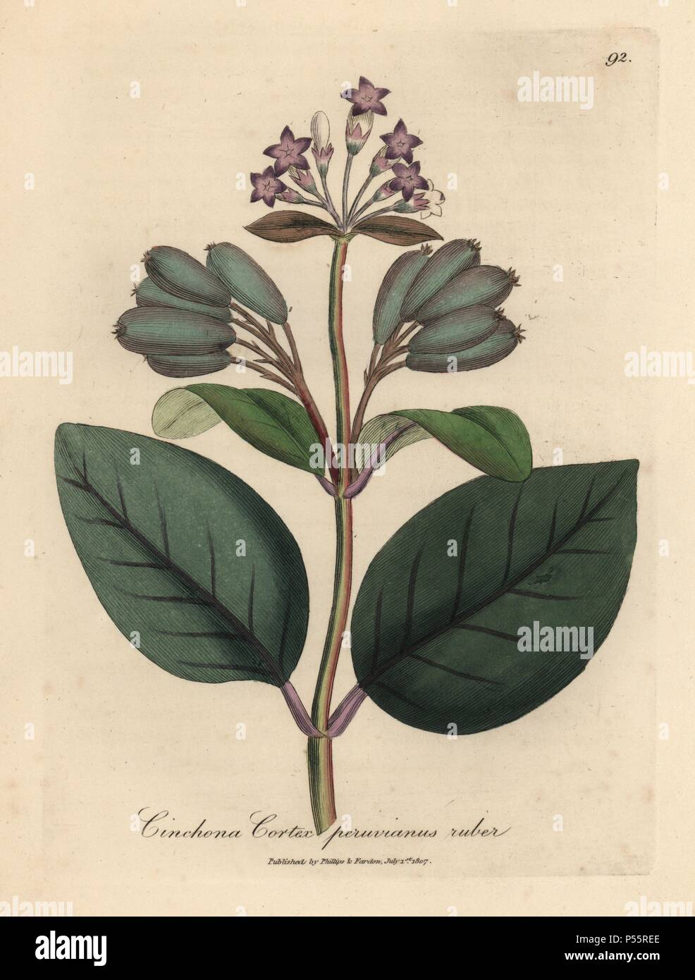 Purple flowered red Peruvian bark tree, Cinchona cortex peruvianus ruber. Handcolored copperplate engraving from a botanical illustration by James Sowerby from William Woodville and Sir William Jackson Hooker's 'Medical Botany' 1832. The tireless Sowerby (1757-1822) drew over 2,500 plants for Smith's mammoth 'English Botany' (1790-1814) and 440 mushrooms for 'Coloured Figures of English Fungi ' (1797) among many other works. Stock Photo