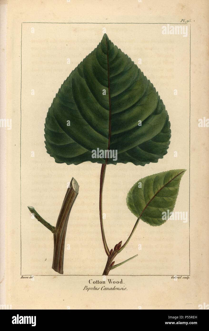 Leaf and branch of the cottonwood tree or Canadian poplar, Populus canadensis. Handcolored stipple engraving from a botanical illustration by Pancrace Bessa, engraved on copper by Gabriel, from Francois Andre Michaux's 'North American Sylva,' Philadelphia, 1857. French botanist Michaux (1770-1855) explored America and Canada in 1785 cataloging its native trees. Stock Photo