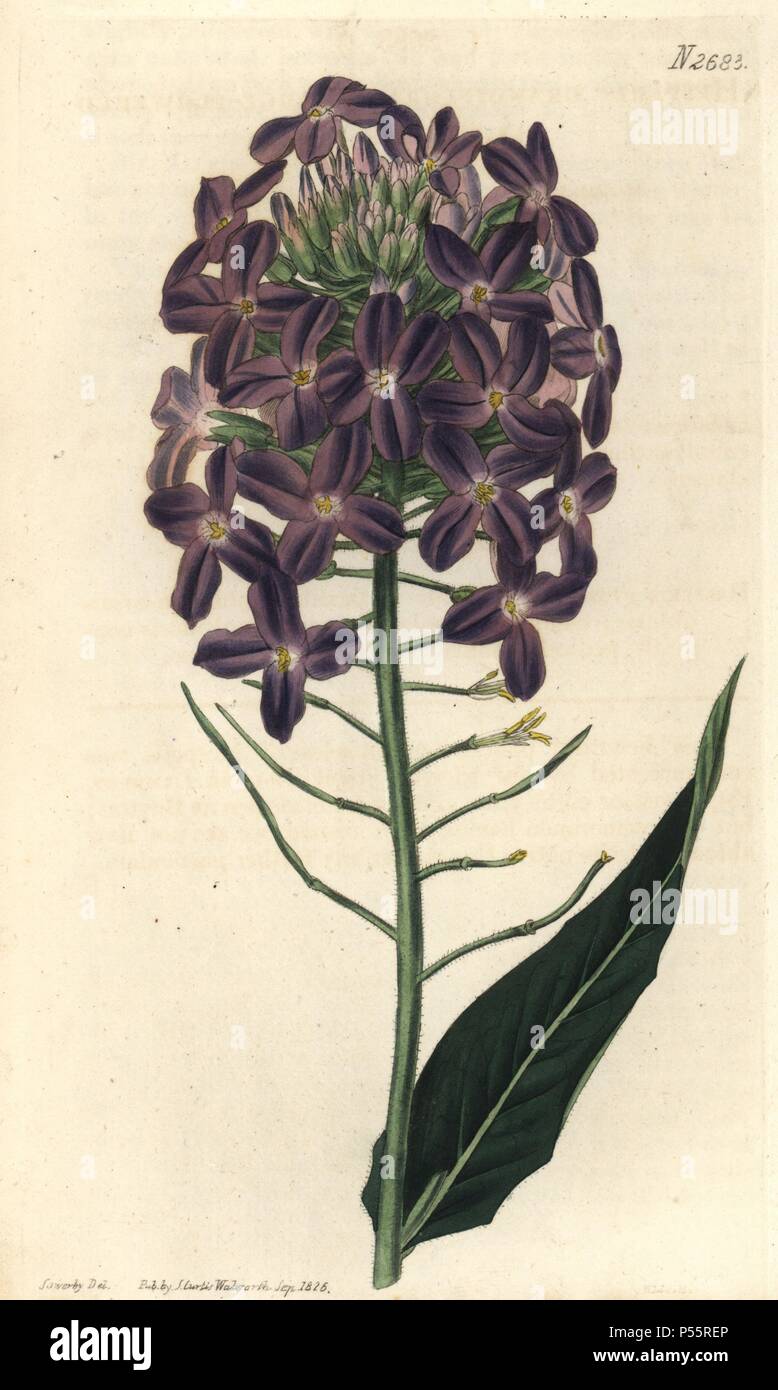 Large-flowered dame's violet. Hesperis grandiflora. Illustration by Sowerby, one of the famous dynasty of natural history illustrators founded by James Sowerby. Handcolored copperplate engraving from Samuel Curtis's 'The Curtis Botanical Magazine' 1826.. . Samuel Curtis, cousin and son-in-law to William Curtis, took over the Botanical Magazine in 1826. Samuel re-named it 'The Curtis Botanical Magazine' and enlisted the help of William Jackson Hooker, Professor of Botany at Glasgow University. Samuel Curtis' daughters (Miss C and C.M) drew the illustrations for the magazine. C.M. Curtis also dr Stock Photo