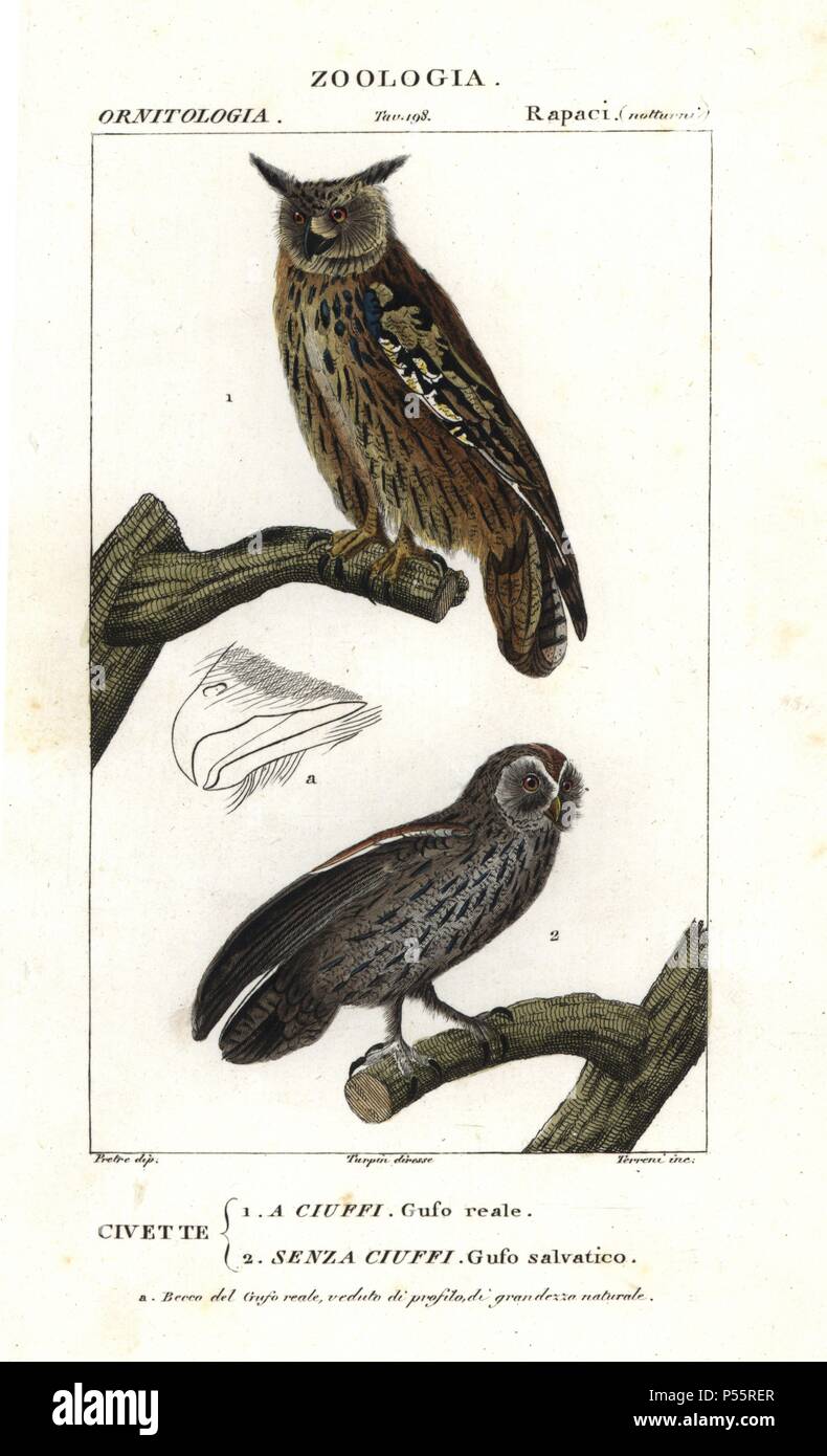 Eurasian eagle-owl, Bubo bubo, and tawny owl or brown owl, Strix aluco. Handcoloured copperplate stipple engraving from Antoine Jussieu's 'Dictionary of Natural Science,' Florence, Italy, 1837. Illustration by J. G. Pretre, engraved by Terreni, directed by Pierre Jean-Francois Turpin, and published by Batelli e Figli. Jean Gabriel Pretre (17801845) was painter of natural history at Empress Josephine's zoo and later became artist to the Museum of Natural History. Turpin (1775-1840) is considered one of the greatest French botanical illustrators of the 19th century. Stock Photo