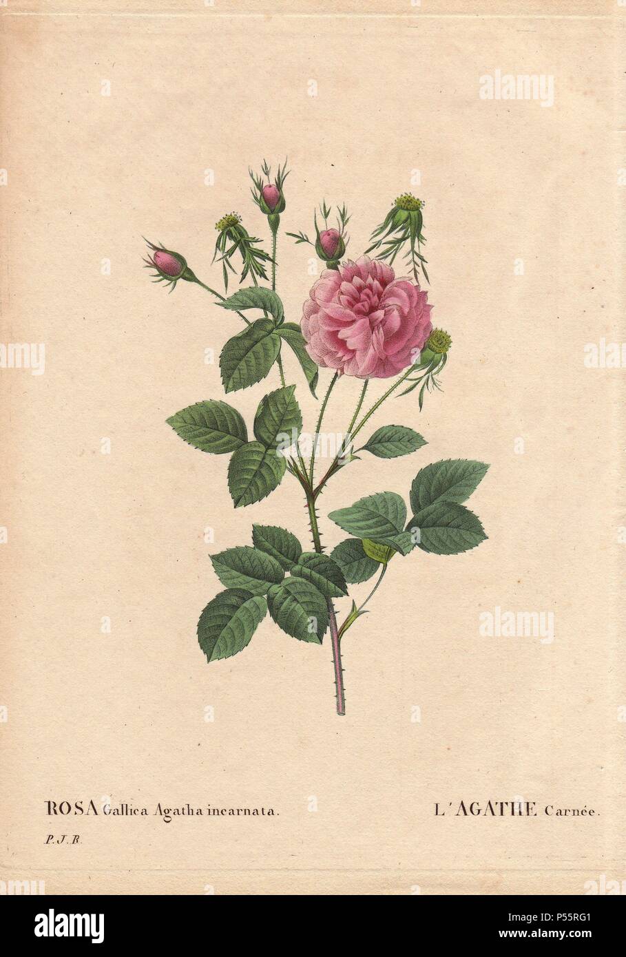 Pink and crimson fluffy French rose. Rosa gallica agatha incarnata. L'Agathe carnee. Origin unknown, believed to be a Gallica Damask hybrid.. . Hand-colored octavo-size stipple copperplate engraving from Pierre-Joseph Redoute's 'Les Roses' 1828. Stock Photo