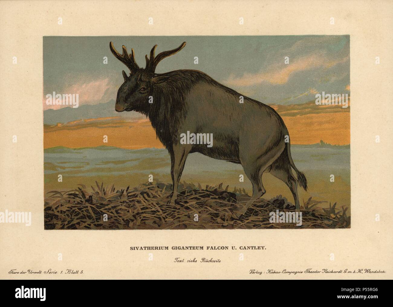 Sivatherium, Sivatherium giganteum, extinct genus of giraffid. Colour printed (chromolithograph) illustration by F. John from 'Tiere der Urwelt' Animals of the Prehistoric World, 1910, Hamburg. From a series of prehistoric creature cards published by the Reichardt Cocoa company. Stock Photo