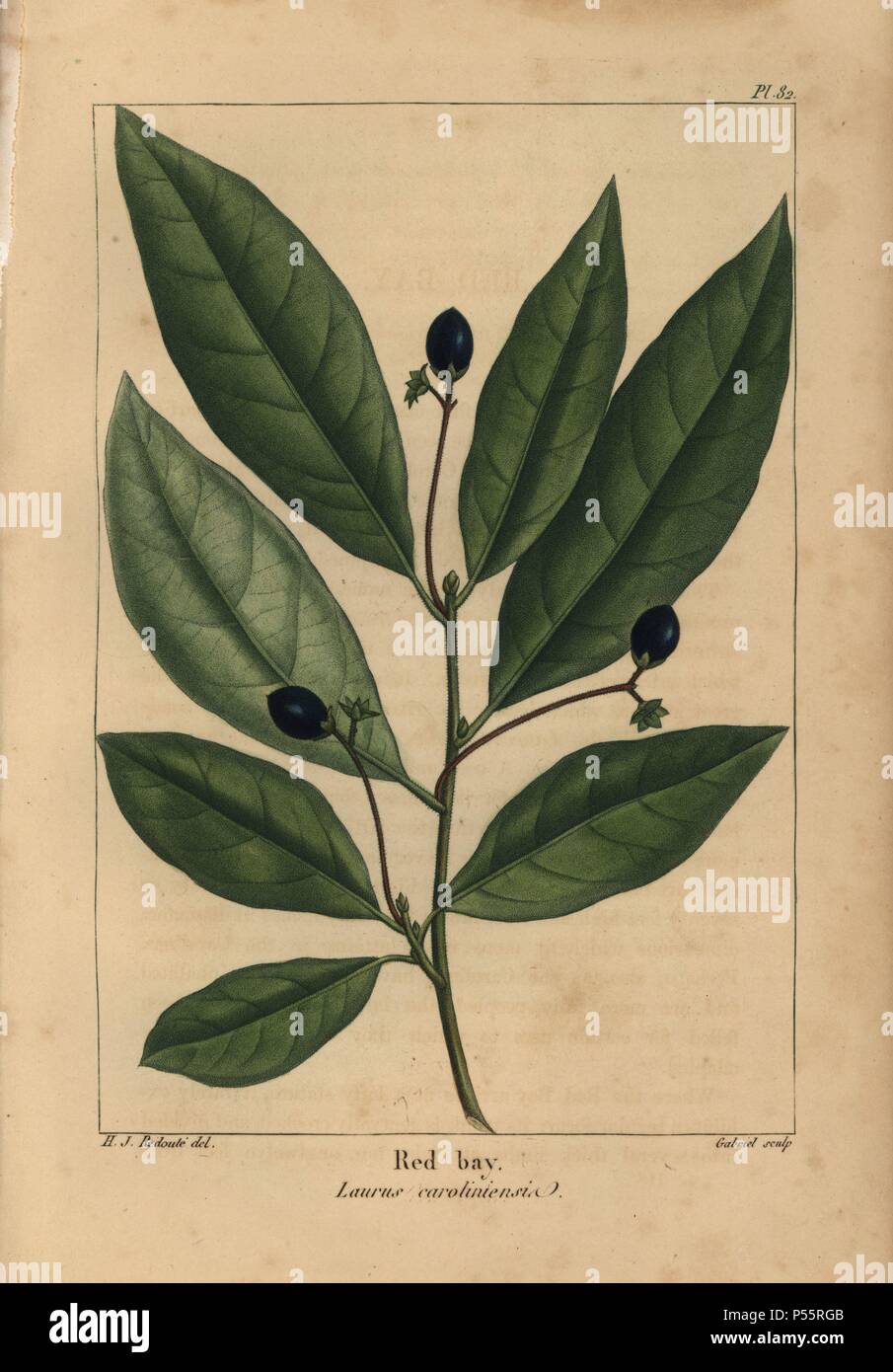 Leaves and seeds of the red bay tree, Laurus caroliniensis. Handcolored stipple engraving from a botanical illustration by Henri Joseph Redoute, engraved on copper by Gabriel, from Francois Andre Michaux's 'North American Sylva,' Philadelphia, 1857. French botanist Michaux (1770-1855) explored America and Canada in 1785 cataloging its native trees. Stock Photo