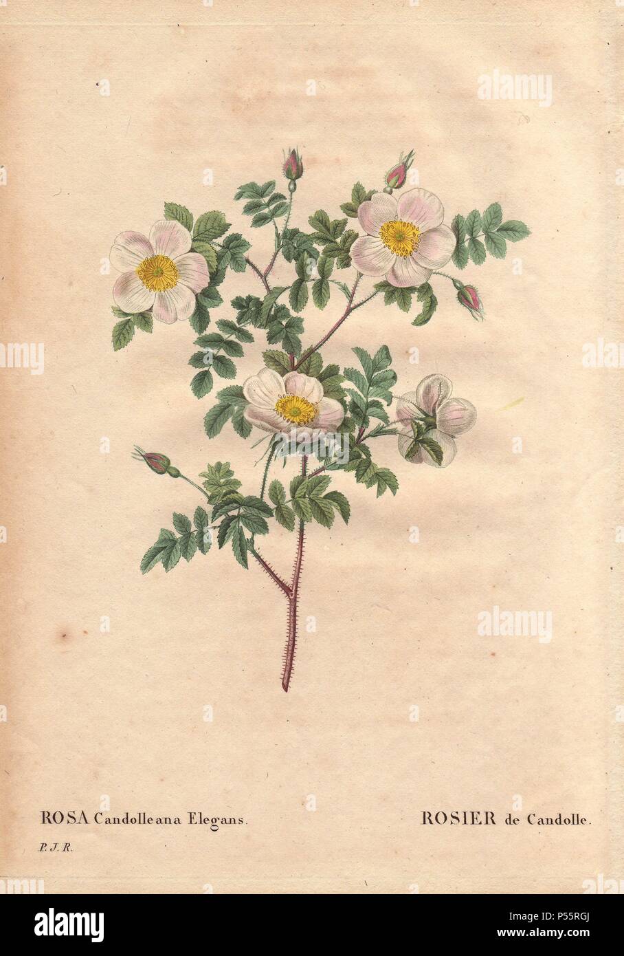 De Candolle's white rose or Rosier de Candolle (Rosa candolleana elegans).. . Wild rose, discovered in Southern Europe and named after De Candolle, 1819.. . Hand-colored, octavo-size stipple copperplate engraving from Pierre Joseph Redoute's 'Les Roses' 1828. Stock Photo