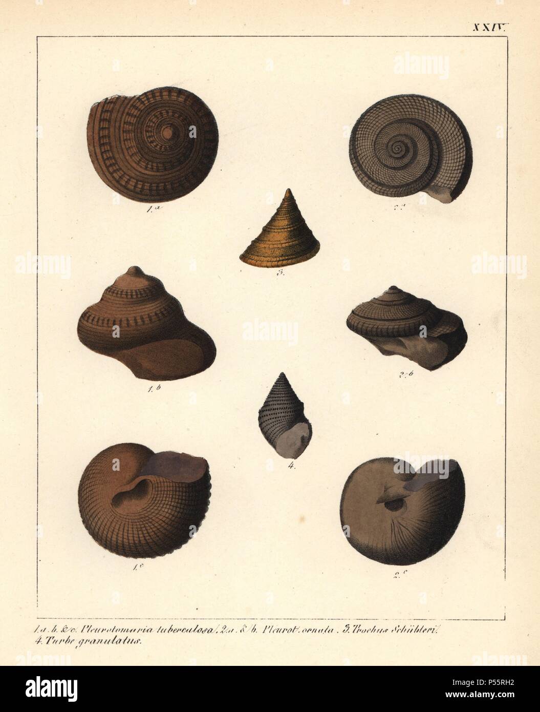 Extinct fossil sea snails: Pleurotomaria tuberculosa, P. oenata, Trochus Schubleri and Turbo granulatus. Handcoloured lithograph by an unknown artist from Dr. F.A. Schmidt's 'Petrefactenbuch,' published in Stuttgart, Germany, 1855 by Verlag von Krais & Hoffmann. Dr. Schmidt's 'Book of Petrification' introduced fossils and palaeontology to both the specialist and general reader. Stock Photo