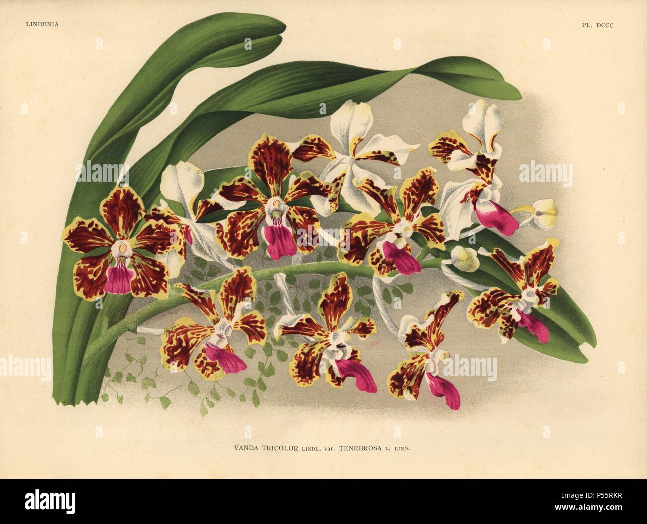 Tenebrosa variety of Vanda tricolor hybrid orchid. Botanical illustration in chromolithograph from Lucien Linden's 'Lindenia, Iconographie des Orchidees,' Brussels, 1903. Stock Photo