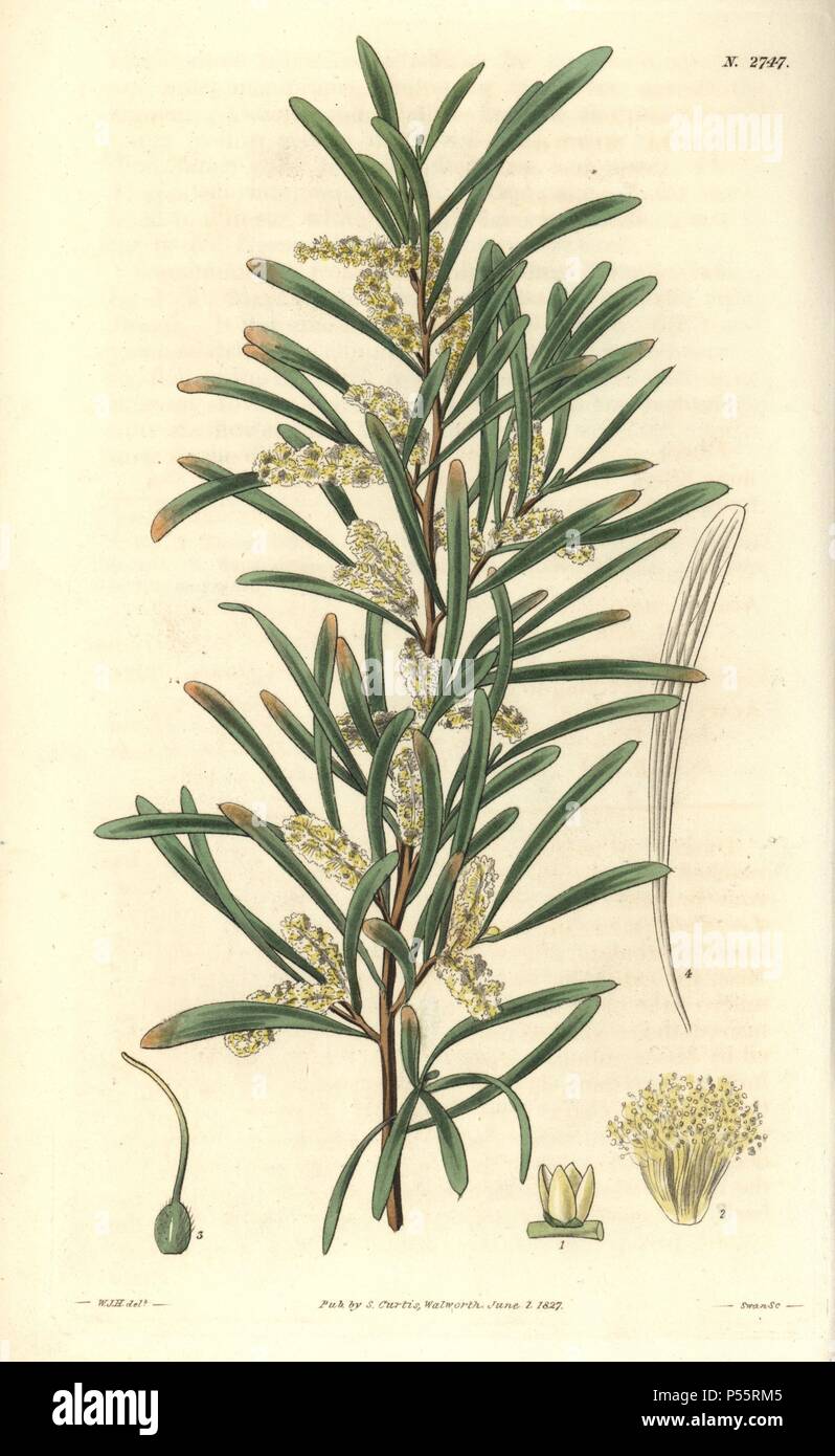 Acacia Mucronata Mucronated Acacia Or Narrow Leaf Wattle With Pale Yellow Flowers Illustration By Wj Hooker Engraved By Swan Handcolored Copperplate Engraving From William Curtis S The Botanical Magazine 17 William