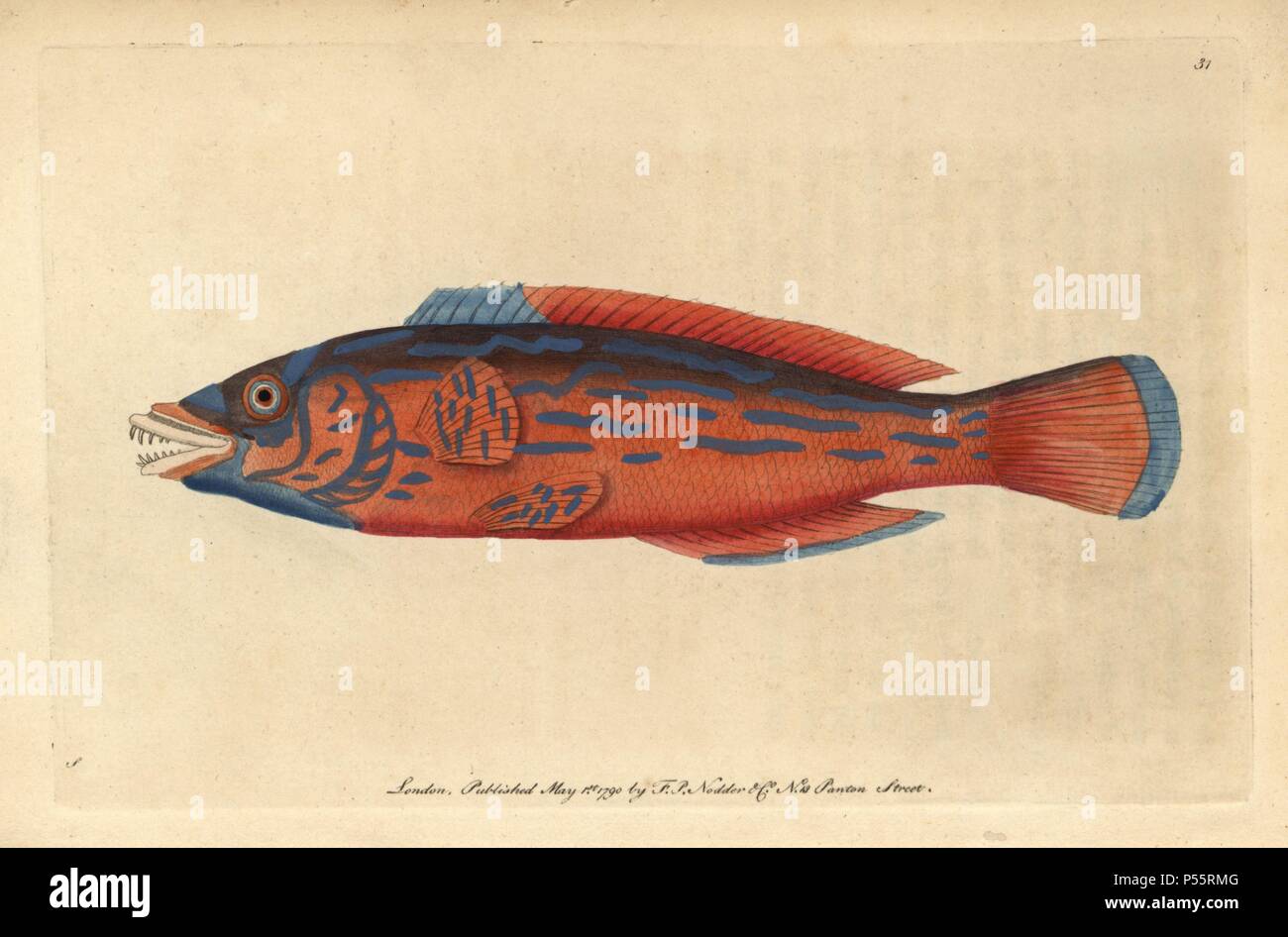 Beautiful sparus, Red sparus or Striped wrasse, cuckoo wrasse. Labrus bimaculatus, L. mixtus (Sparus formosus). Illustration signed S (George Shaw).. Handcolored copperplate engraving from George Shaw and Frederick Nodder's 'The Naturalist's Miscellany' 1790.. Frederick Polydore Nodder (17511801?) was a gifted natural history artist and engraver. Nodder honed his draftsmanship working on Captain Cook and Joseph Banks' Florilegium and engraving Sydney Parkinson's sketches of Australian plants. He was made 'botanic painter to her majesty' Queen Charlotte in 1785. Nodder also drew the botanical  Stock Photo