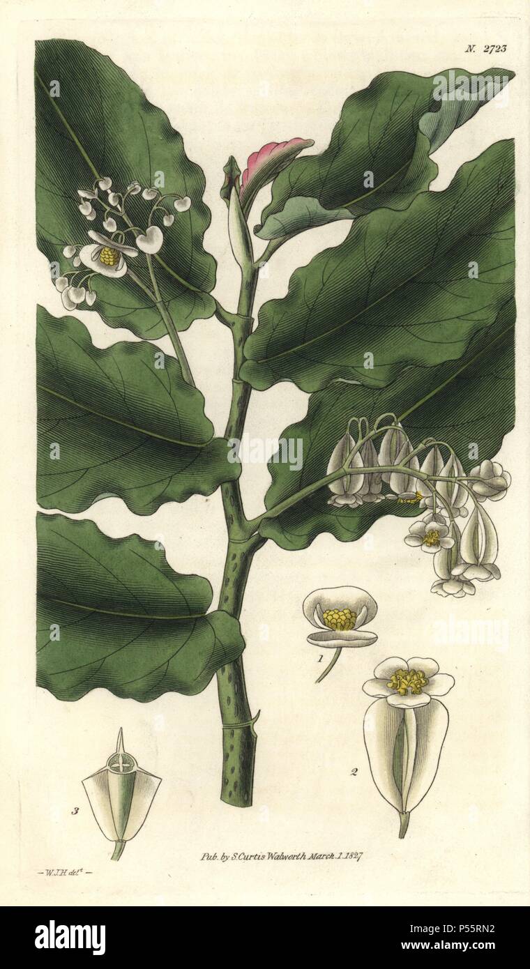 Begonia undulata. . Waved-leaved begonia with white flowers from Brazil. . Illustration by WJ Hooker, engraved by Swan. Handcolored copperplate engraving from William Curtis's 'The Botanical Magazine' 1827.. . William Jackson Hooker (1785-1865) was an English botanist, writer and artist. He was Regius Professor of Botany at Glasgow University, and editor of Curtis' 'Botanical Magazine' from 1827 to 1865. In 1841, he was appointed director of the Royal Botanic Gardens at Kew, and was succeeded by his son Joseph Dalton. Hooker documented the fern and orchid crazes that shook England in the mid-1 Stock Photo