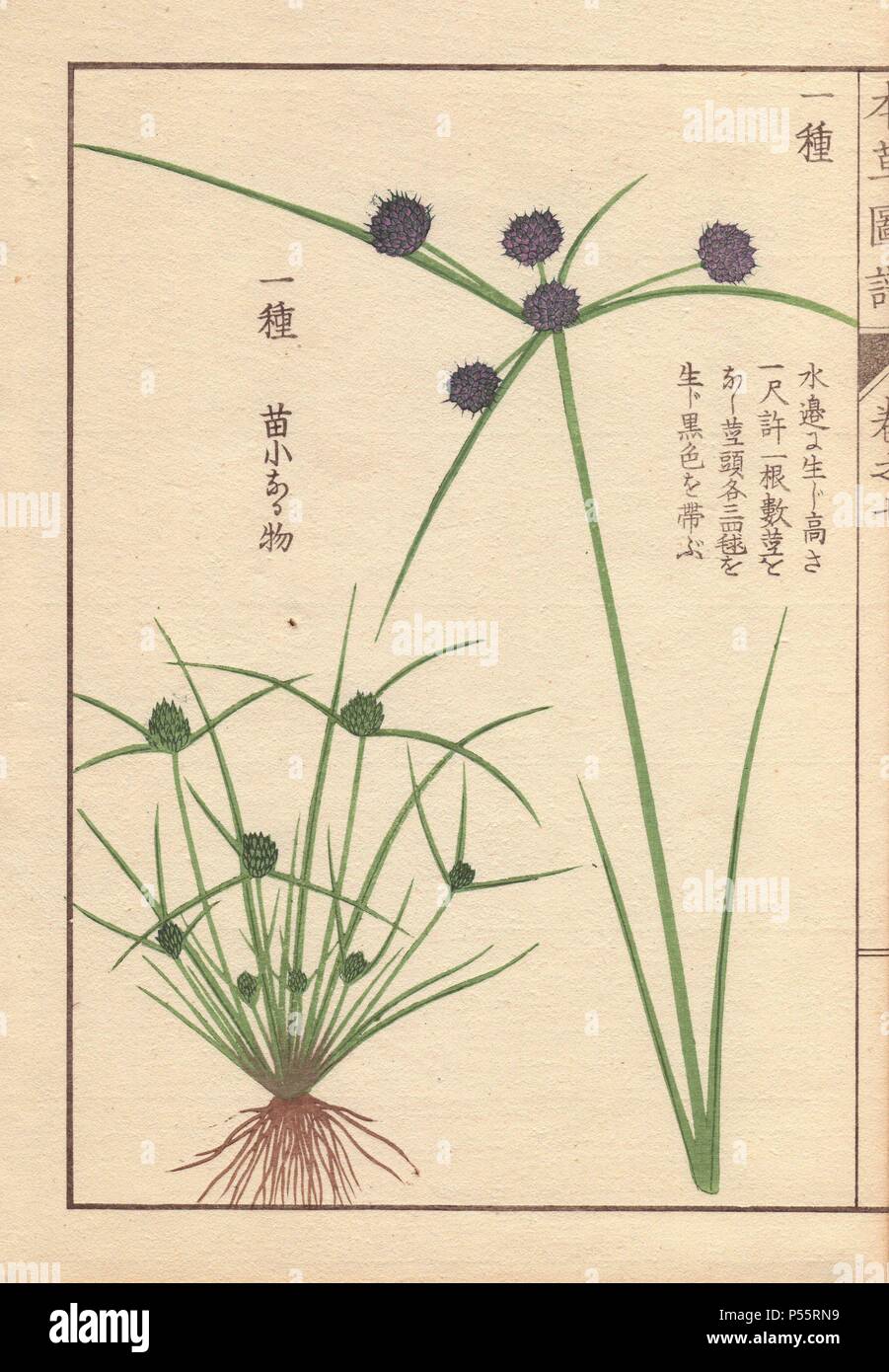Roots, reeds and flowers of variable flatsedge or smallflower umbrella-sedge, Cyperus difformis L. . Colour-printed woodblock engraving by Kan'en Iwasaki from 'Honzo Zufu,' an Illustrated Guide to Medicinal Plants, 1884. Iwasaki (1786-1842) was a Japanese botanist, entomologist and zoologist. He was one of the first Japanese botanists to incorporate western knowledge into his studies. Stock Photo
