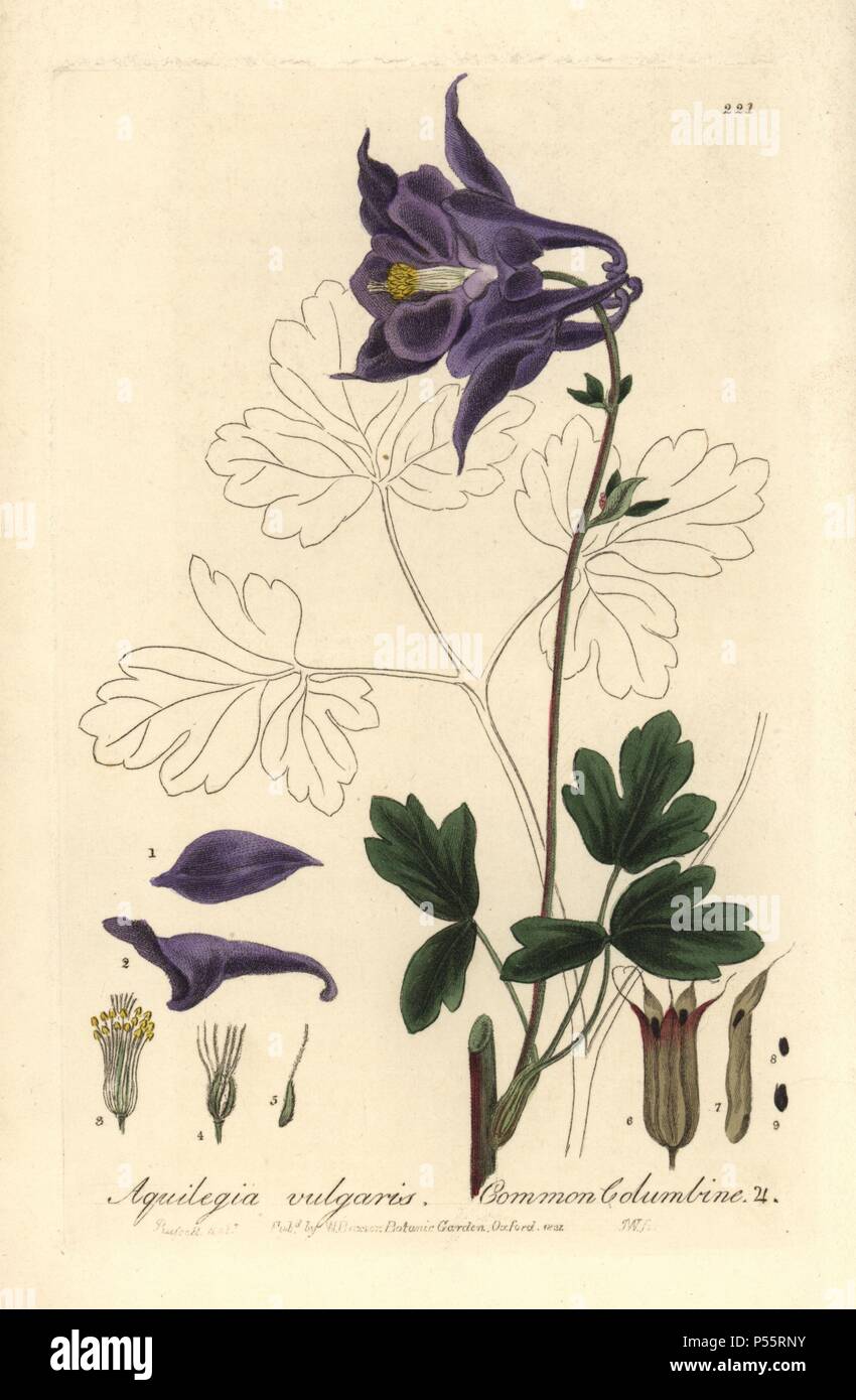 Common columbine, Aquilegia vulgaris. Handcoloured copperplate engraving by J. Whessell from a drawing by Isaac Russell from William Baxter's 'British Phaenogamous Botany' 1837. Scotsman William Baxter (1788-1871) was the curator of the Oxford Botanic Garden from 1813 to 1854. Stock Photo