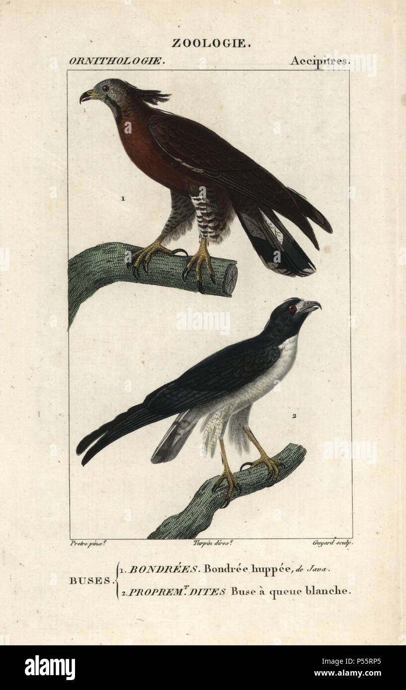 Crested honey-buzzard, Pernis ptilorhynchus, and white-tailed hawk, Buteo albicaudatus. Handcoloured copperplate stipple engraving from Dumont de Sainte-Croix's 'Dictionary of Natural Science: Ornithology,' Paris, France, 1816-1830. Illustration by J. G. Pretre, engraved by Guyard, directed by Pierre Jean-Francois Turpin, and published by F.G. Levrault. Jean Gabriel Pretre (17801845) was painter of natural history at Empress Josephine's zoo and later became artist to the Museum of Natural History. Turpin (1775-1840) is considered one of the greatest French botanical illustrators of the 19th c Stock Photo
