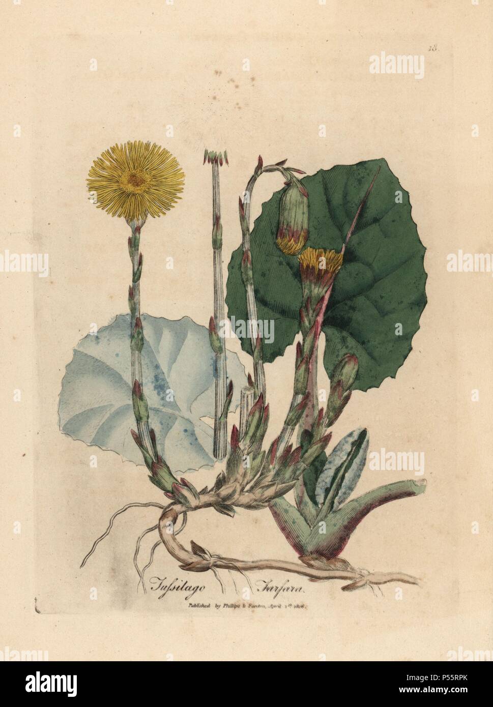 Coltsfoot, Tussilago farfara. Handcoloured copperplate engraving from a botanical illustration by James Sowerby from William Woodville and Sir William Jackson Hooker's 'Medical Botany,' John Bohn, London, 1832. The tireless Sowerby (1757-1822) drew over 2, 500 plants for Smith's mammoth 'English Botany' (1790-1814) and 440 mushrooms for 'Coloured Figures of English Fungi ' (1797) among many other works. Stock Photo