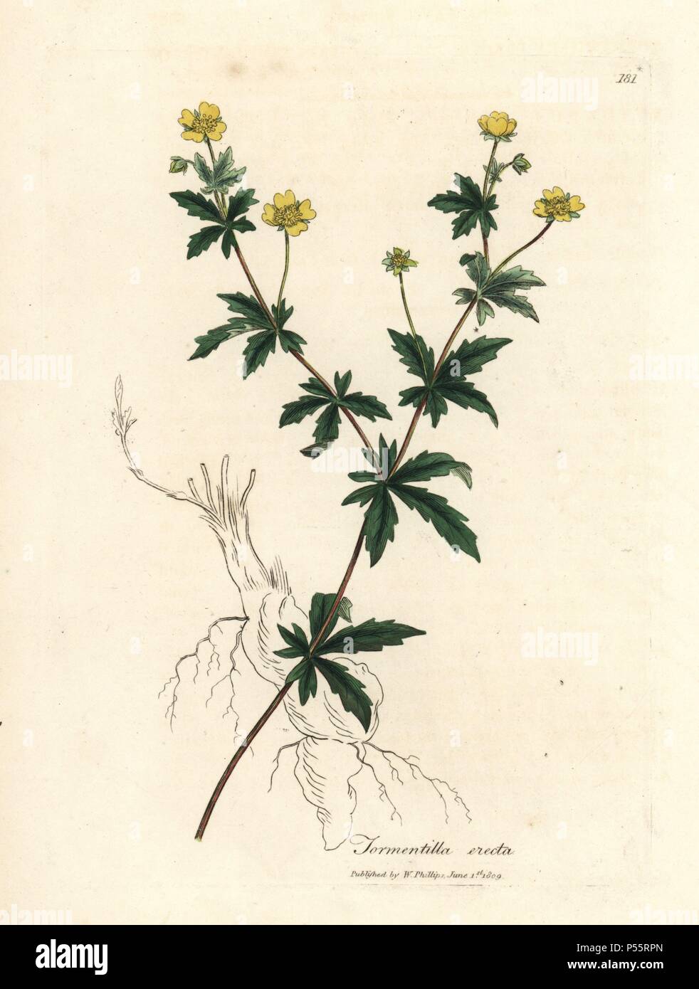 Common tormentil, Potentilla erecta. Handcoloured copperplate engraving from a botanical illustration by James Sowerby from William Woodville and Sir William Jackson Hooker's 'Medical Botany,' John Bohn, London, 1832. The tireless Sowerby (1757-1822) drew over 2, 500 plants for Smith's mammoth 'English Botany' (1790-1814) and 440 mushrooms for 'Coloured Figures of English Fungi ' (1797) among many other works. Stock Photo