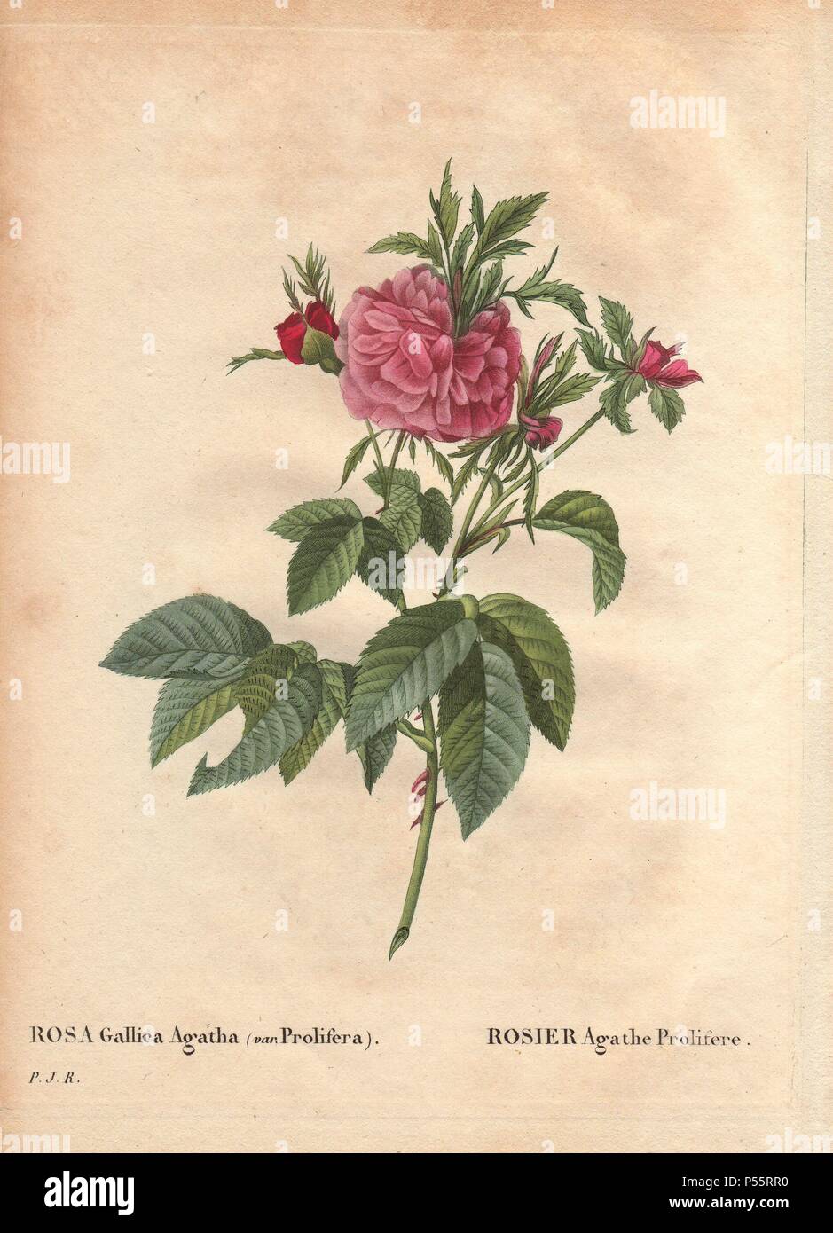 Rosa Gallica Agatha (var. Prolifera). . Rosier Agathe Prolifère. . Hand-colored, octavo-size stipple copperplate engraving from Pierre Joseph Redoute's 'Les Roses' 1828. Stock Photo