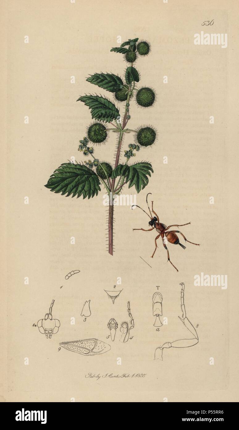 Pezomachus hopei, Agrothereutes abbreviator, Short-winged Ichneumon wasp, with roman nettle, Urtica pilulifera. Handcoloured copperplate drawn and engraved by John Curtis for his own 'British Entomology, being Illustrations and Descriptions of the Genera of Insects found in Great Britain and Ireland,' London, 1834. Curtis (1791 –1862) was an entomologist, illustrator, engraver and publisher. 'British Entomology' was published from 1824 to 1839, and comprised 770 illustrations of insects and the plants upon which they are found. Stock Photo